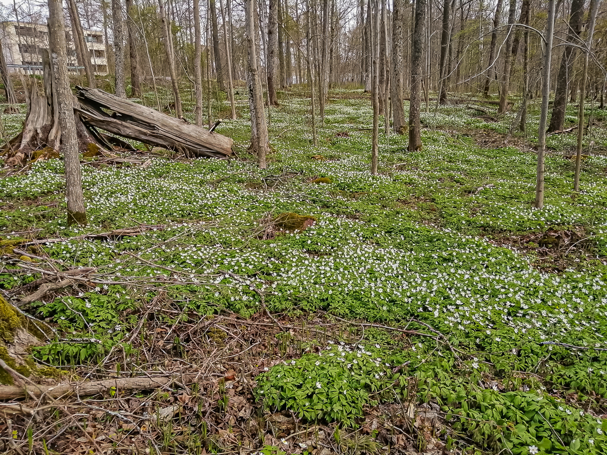 Metsästystie 11, Tammisaari, Raasepori
