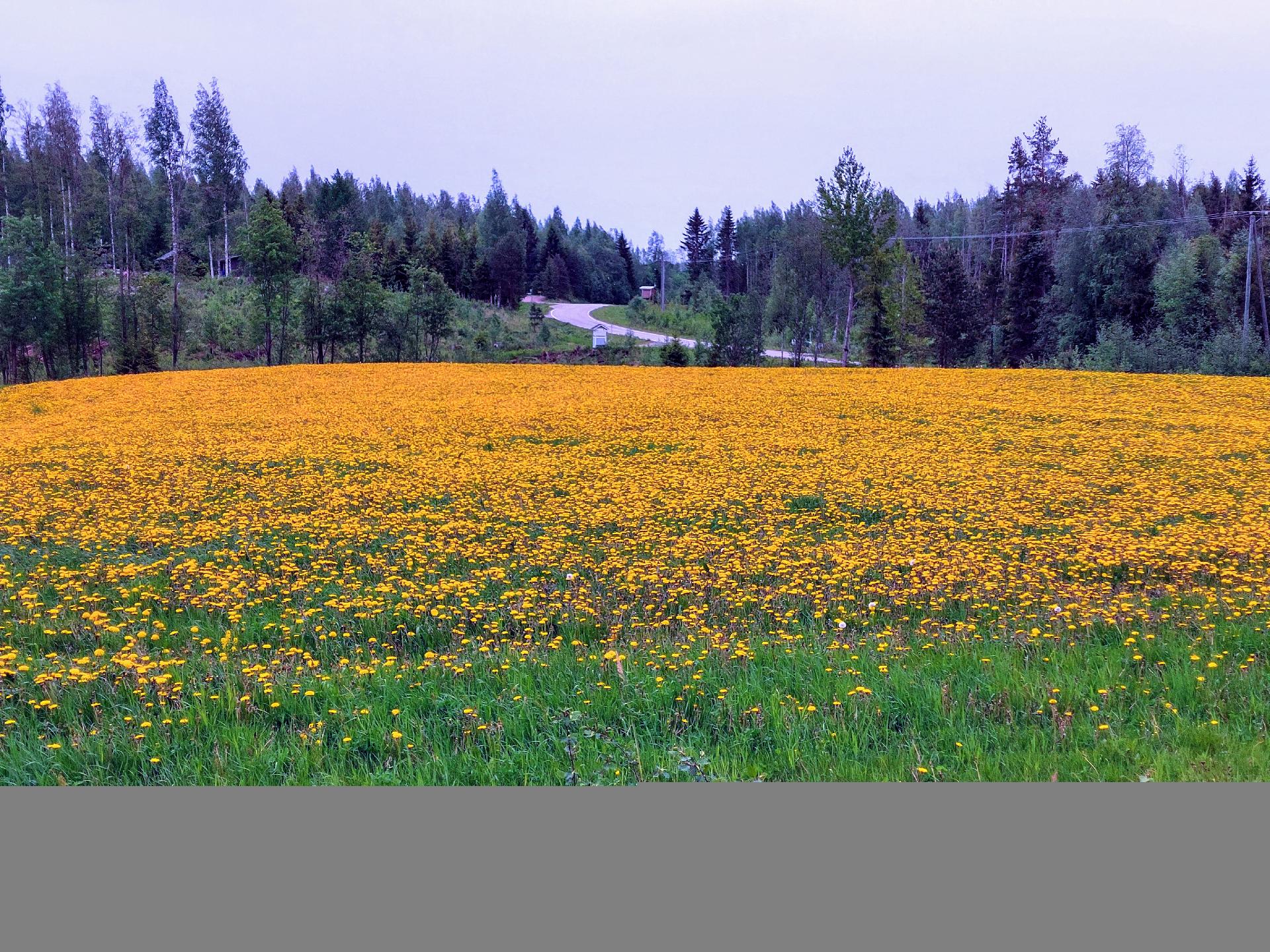Leppävirrantie 60, Räsälä, Kuopio