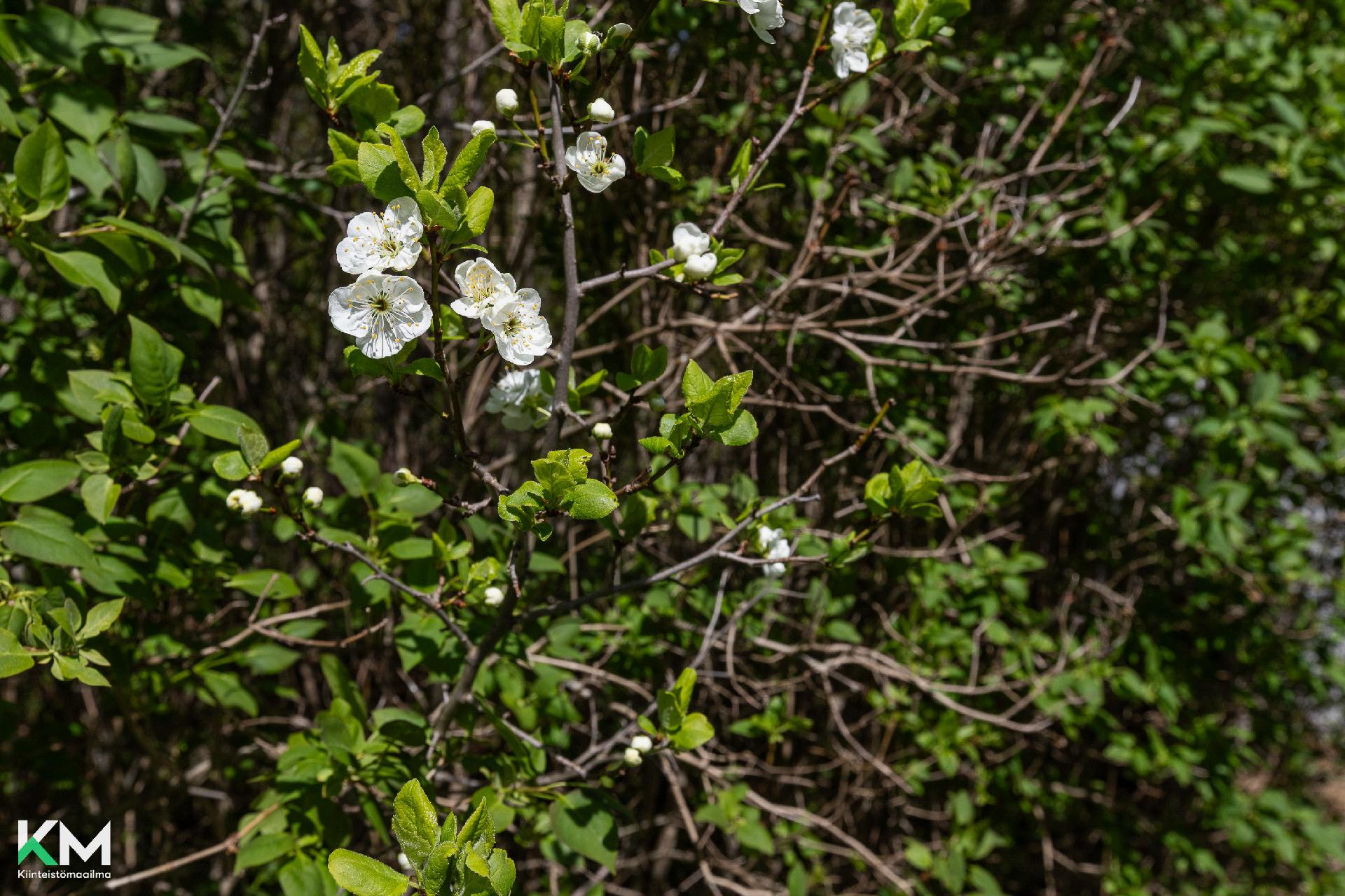 Kelohongantie 1, Kiveriö, Lahti