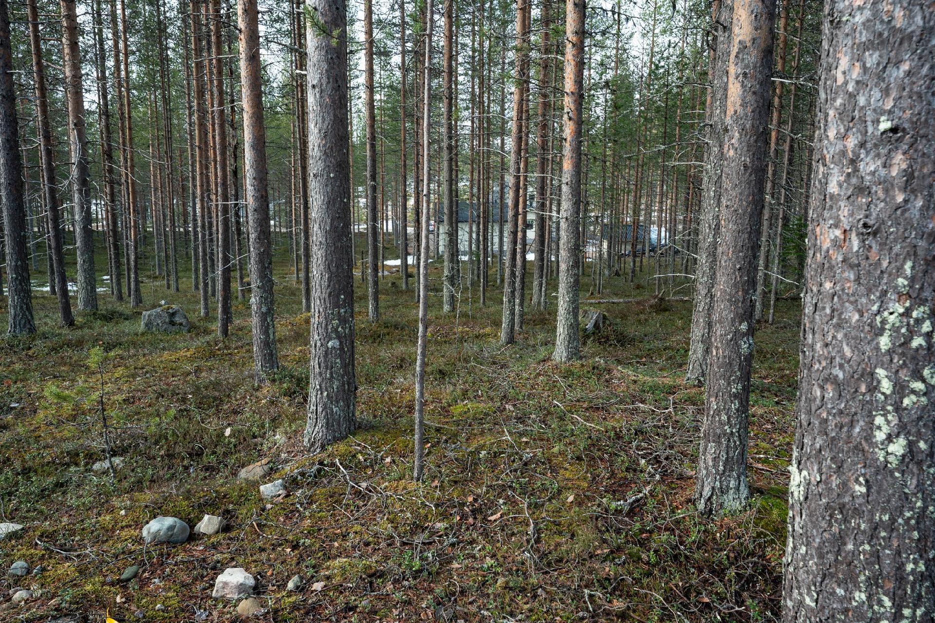 Kuksatie 6, Pyhätunturi, Pelkosenniemi