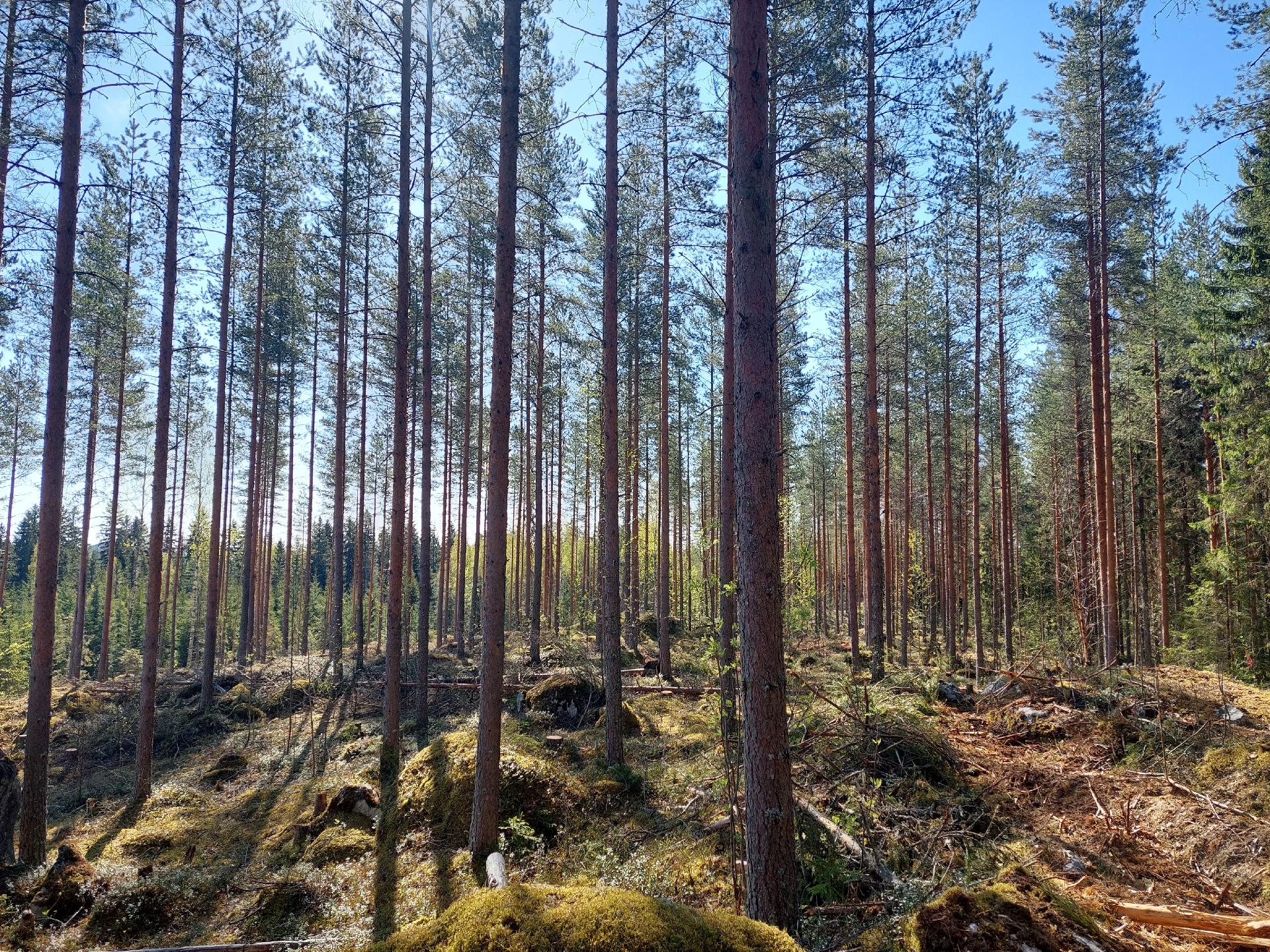 Koivukaarteentie 1, Riistavesi, Kuopio