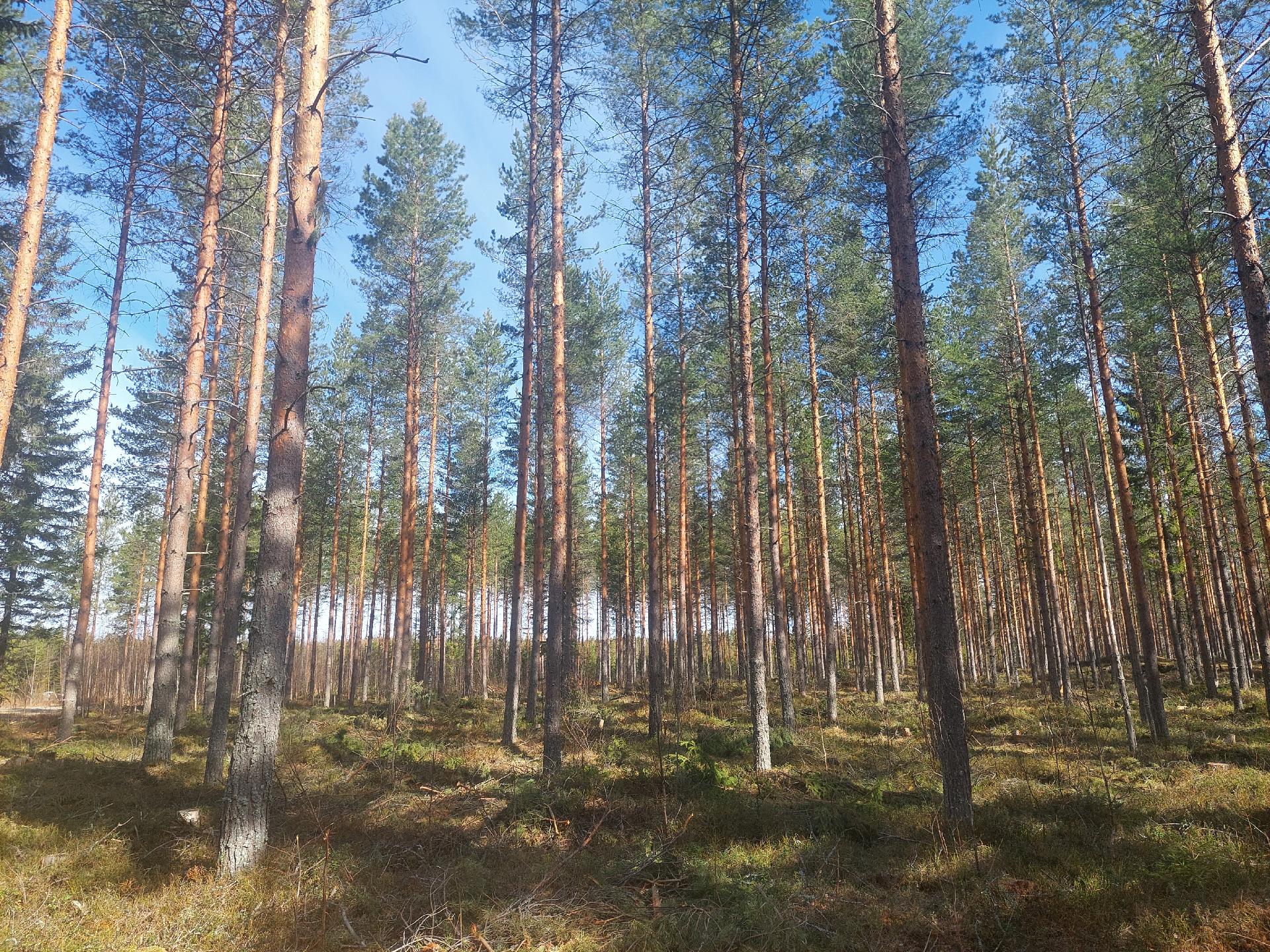 Koivukaarteentie 1, Riistavesi, Kuopio