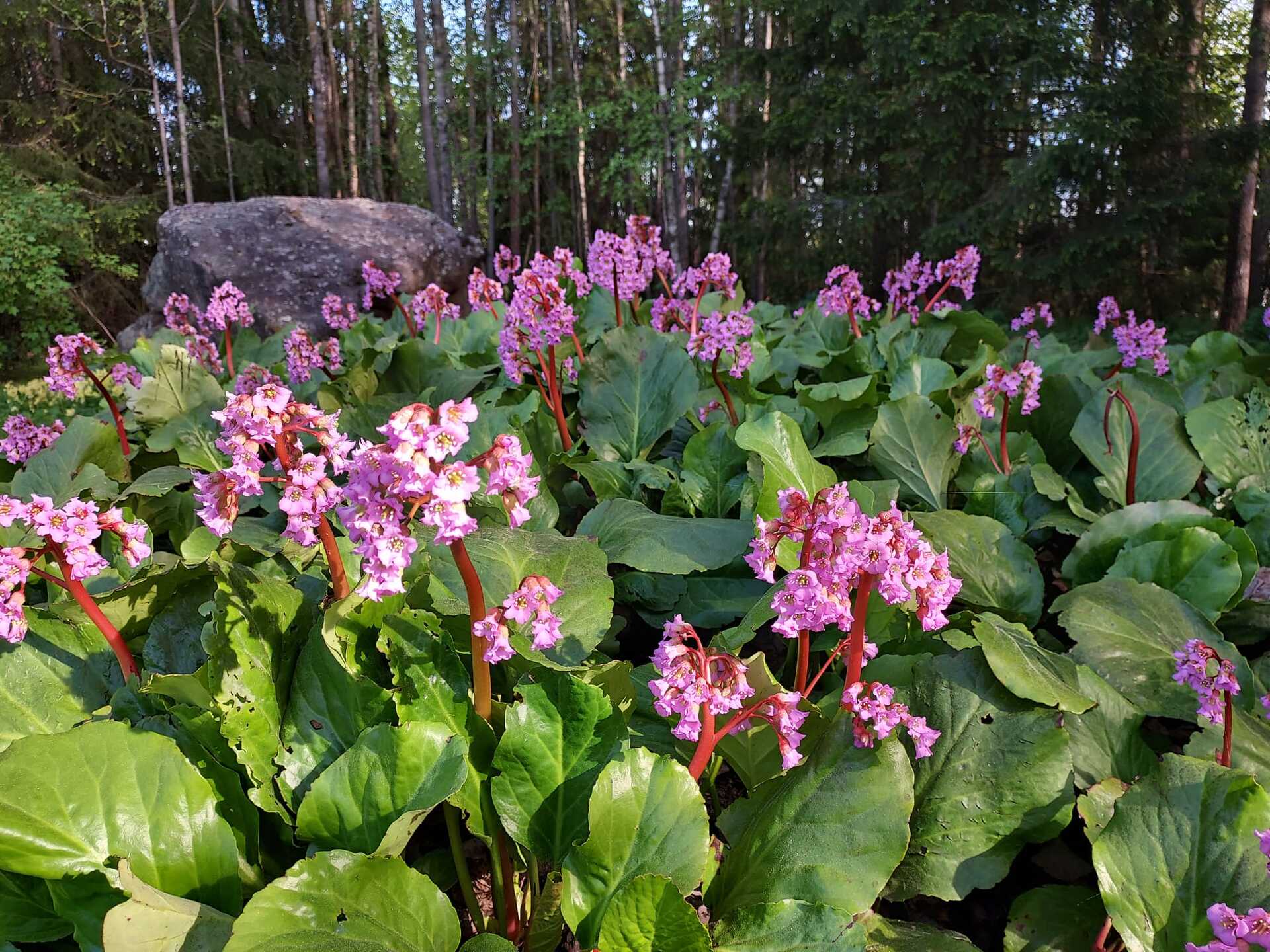 Myyjän kotikansio