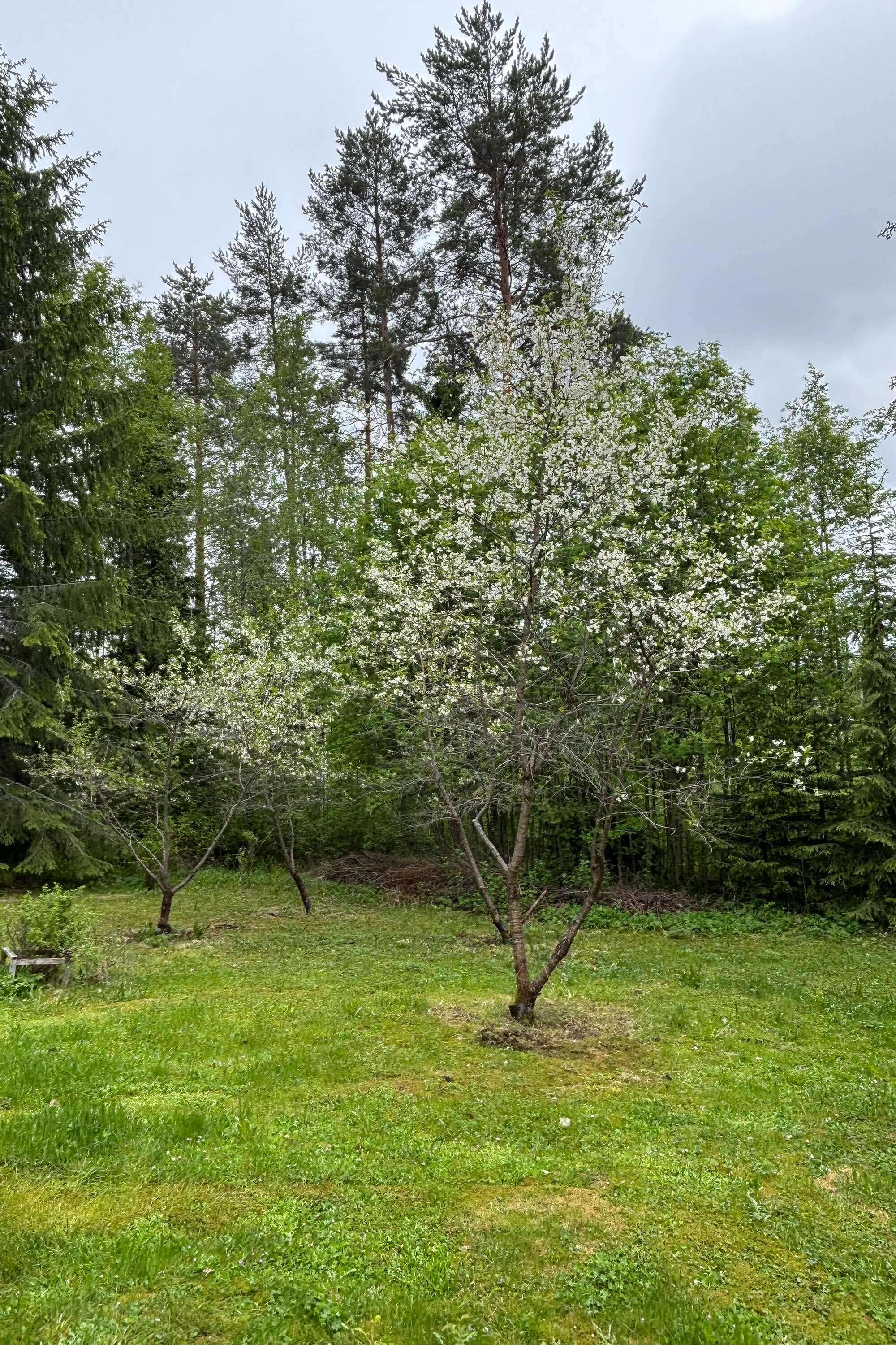 Pihkaraitti 2, Pihkainmäki, Kuopio