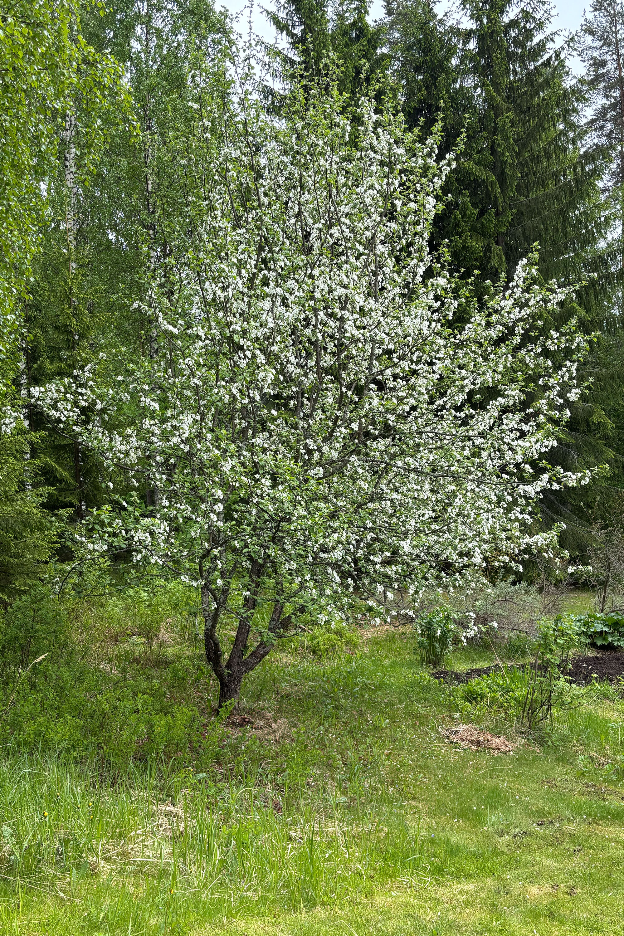 Pihkaraitti 2, Pihkainmäki, Kuopio
