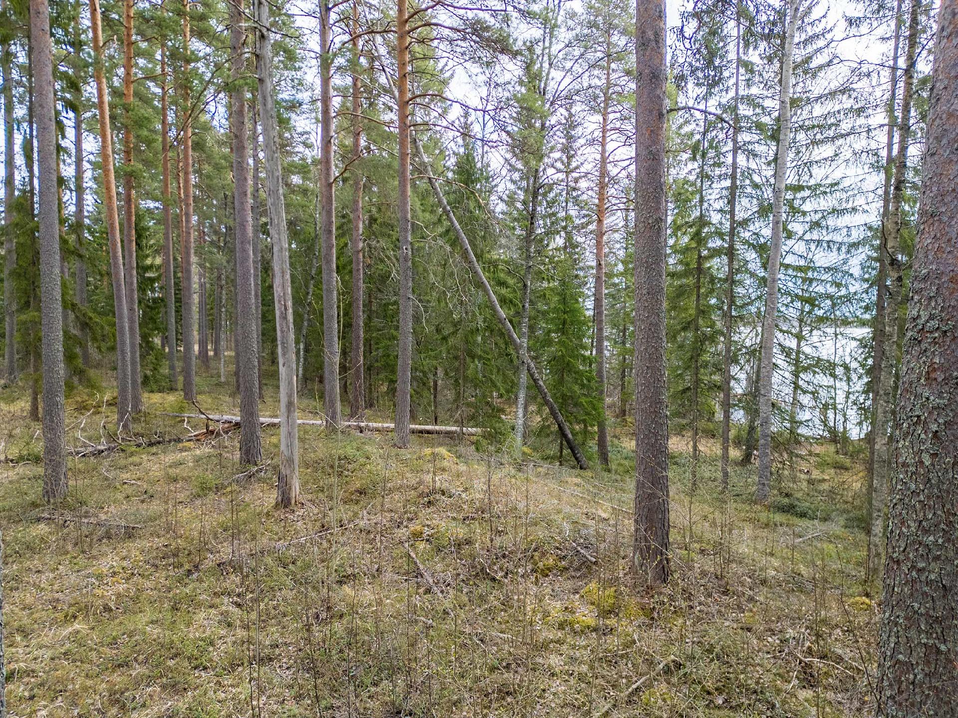 Niemenkyläntie 466 C, Kolho, Mänttä-Vilppula