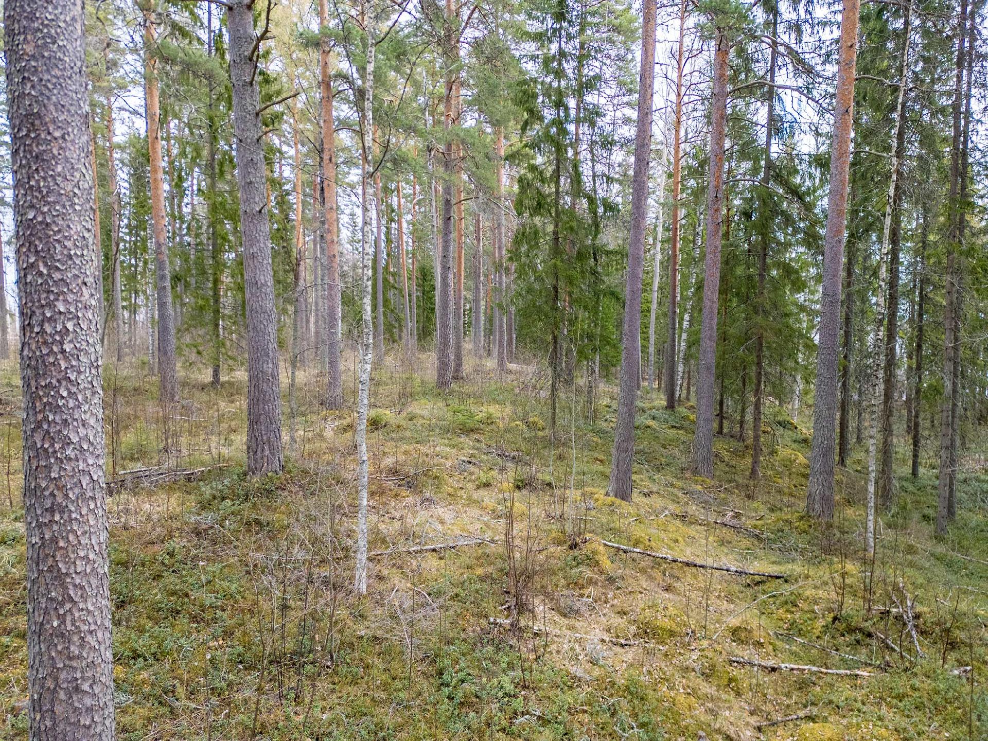 Niemenkyläntie 466 C, Kolho, Mänttä-Vilppula