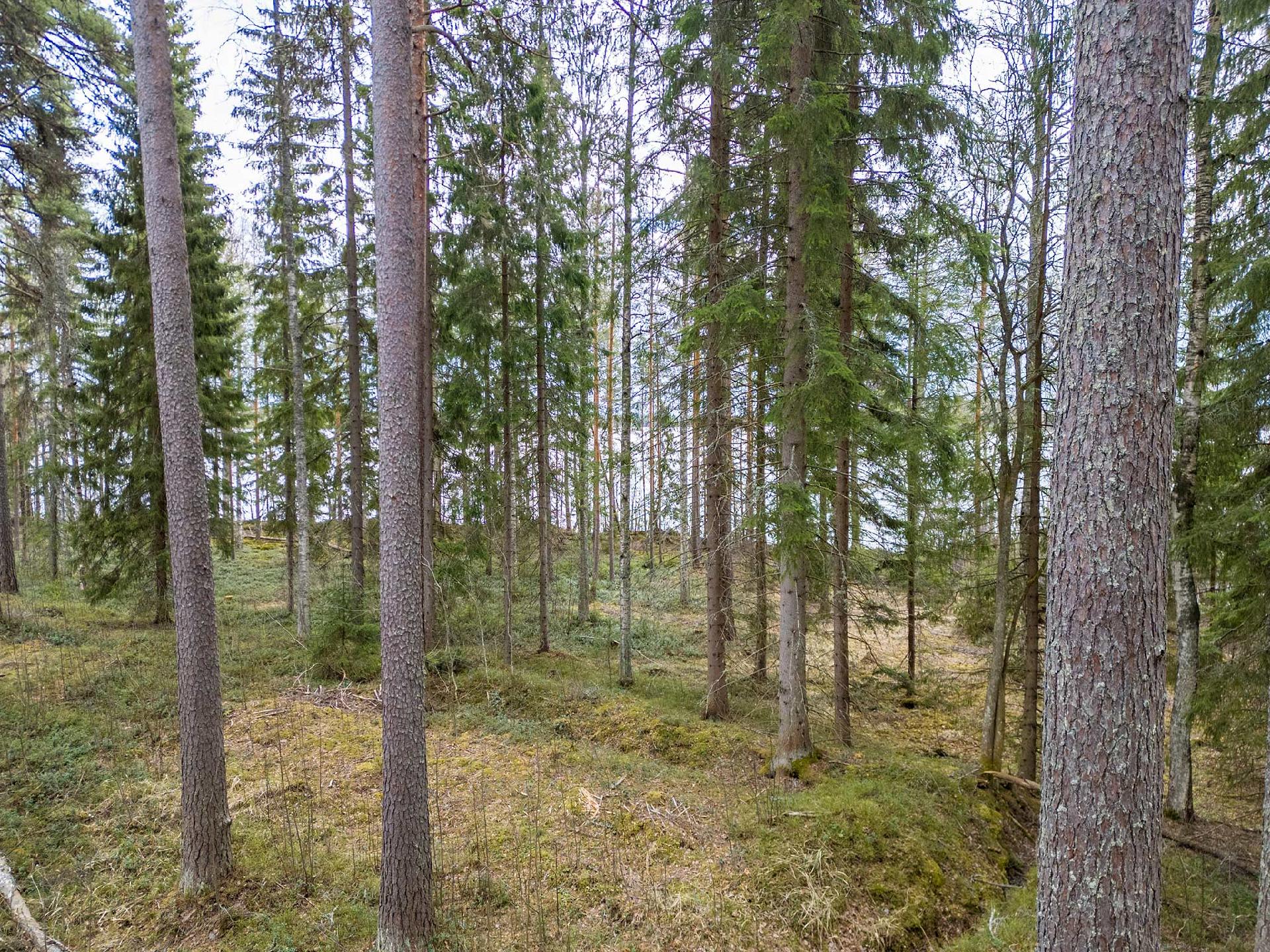 Niemenkyläntie 466 D, Kolho, Mänttä-Vilppula