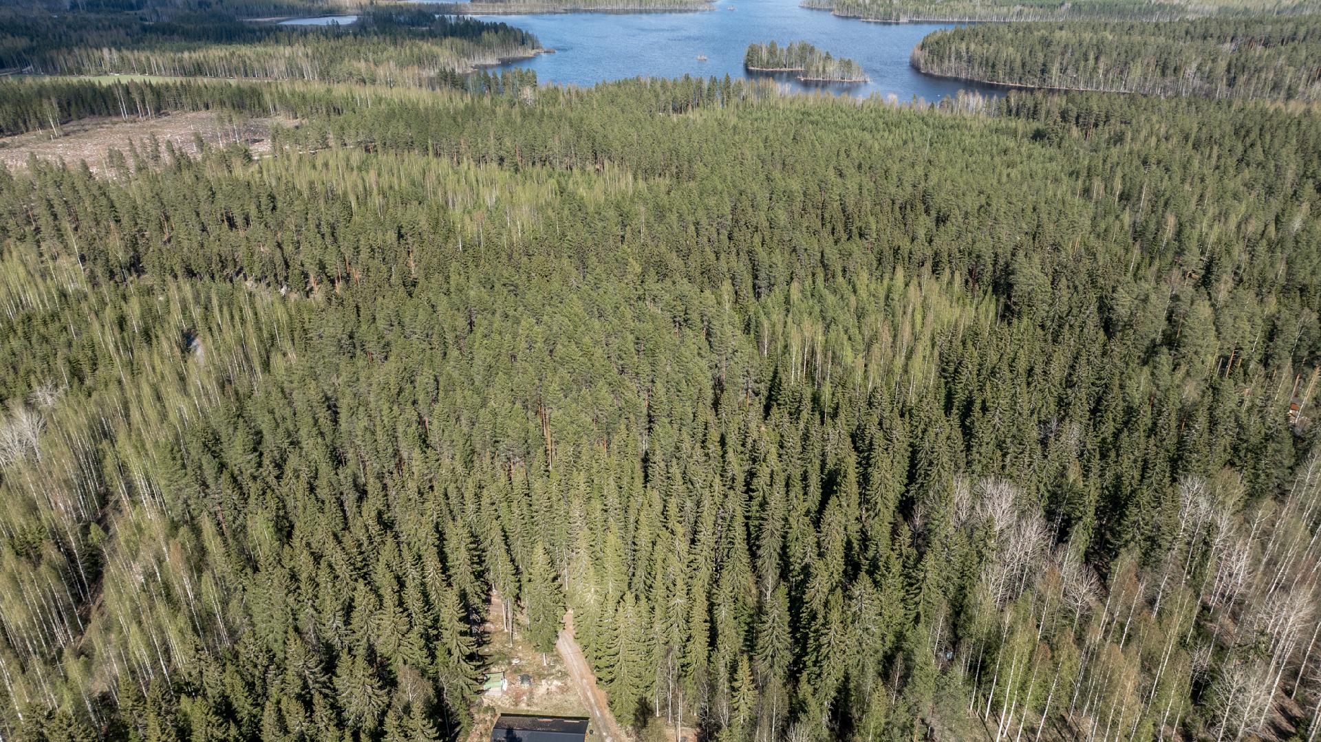 Kuivaniementie Metsätilat, Kutemajärvi, Kangasniemi