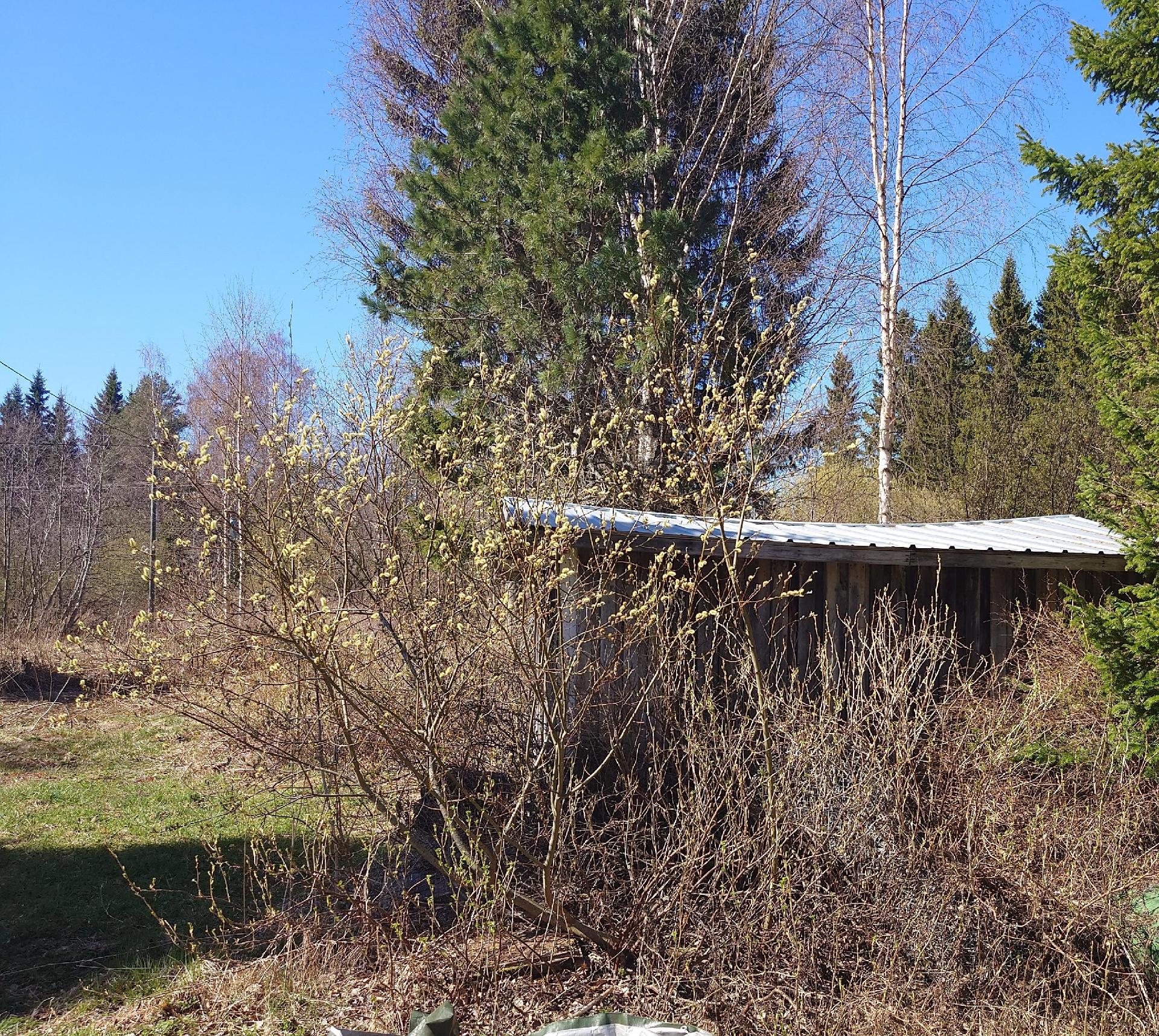 Pikontie 341, Pielavesi, Pielavesi