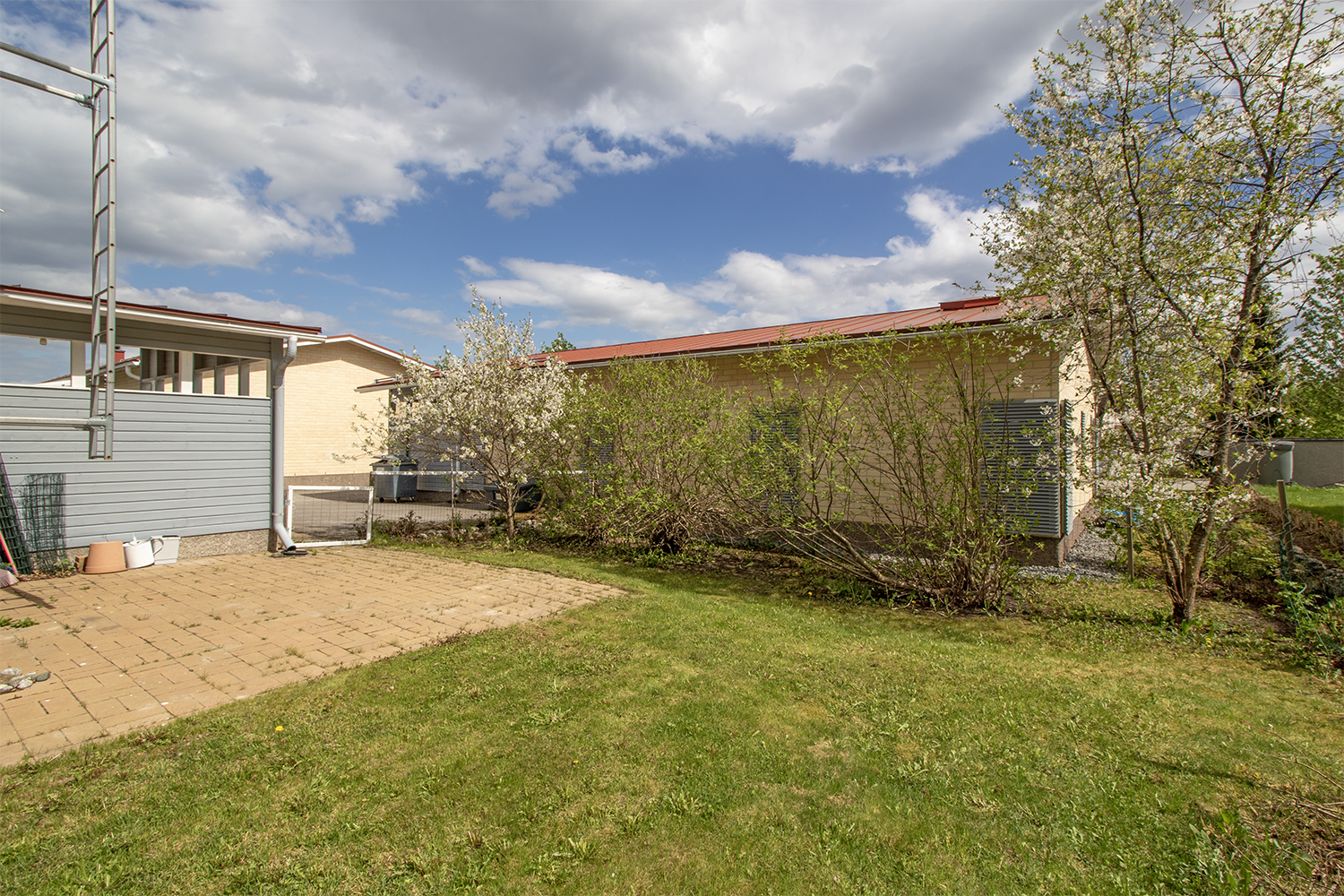 Kirsikkapuut kukassaan.