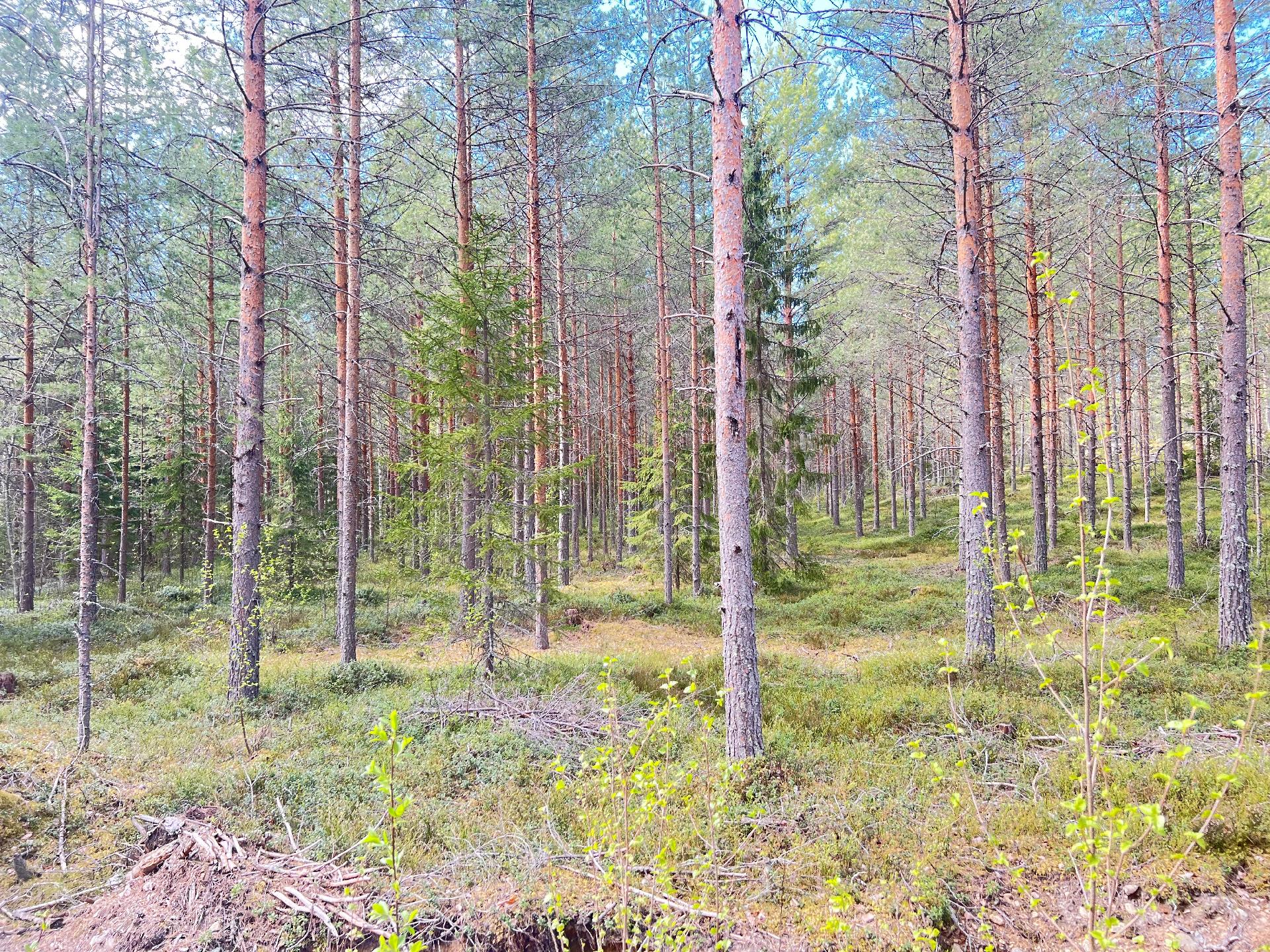 tontilla sekapuustoa