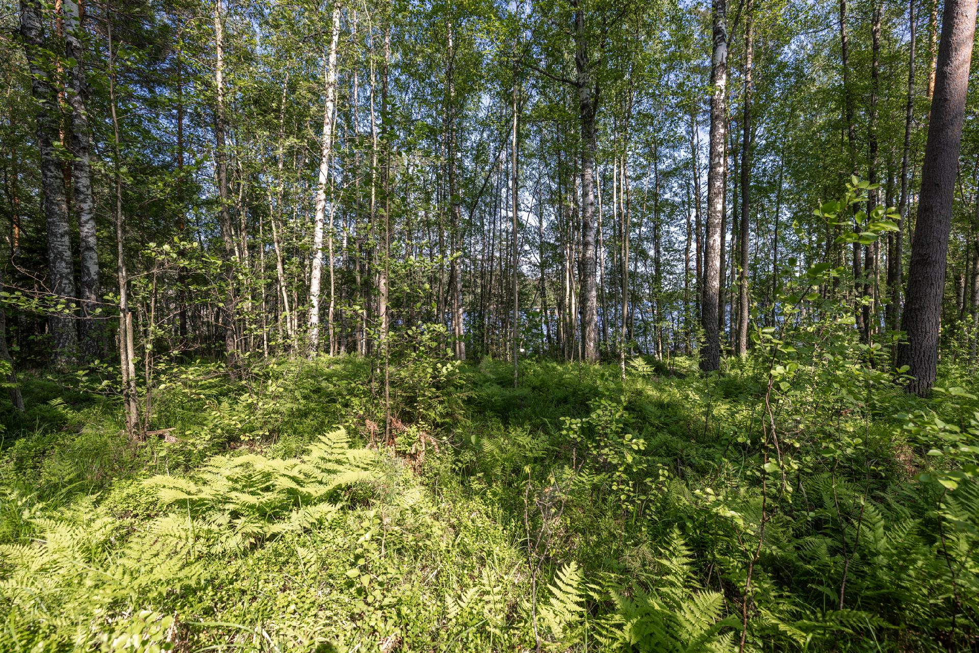 Lavulahdentie -, Mikkeli