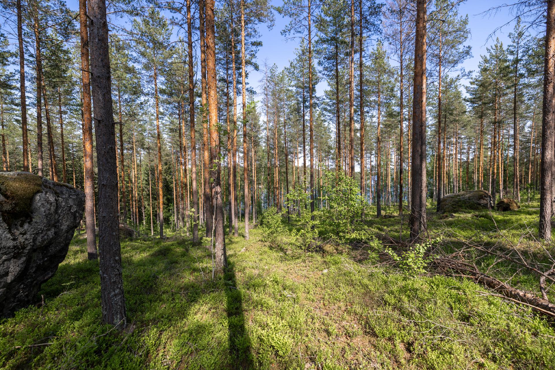 Lavulahdentie -, Mikkeli