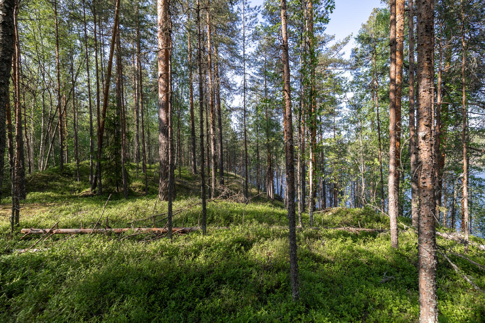 Lavulahdentie -, Mikkeli