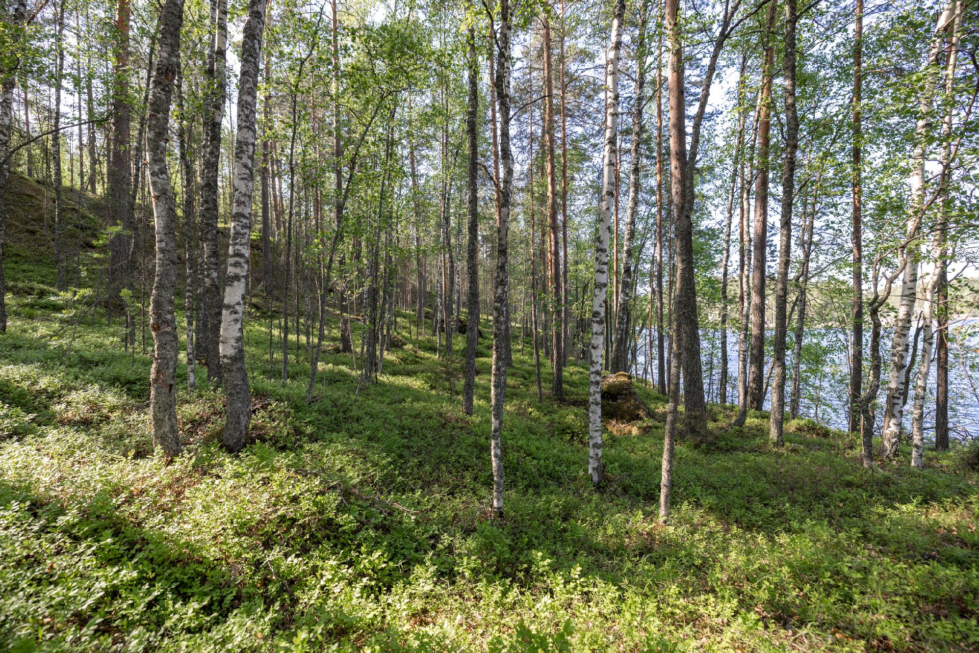 Lavulahdentie -, Mikkeli