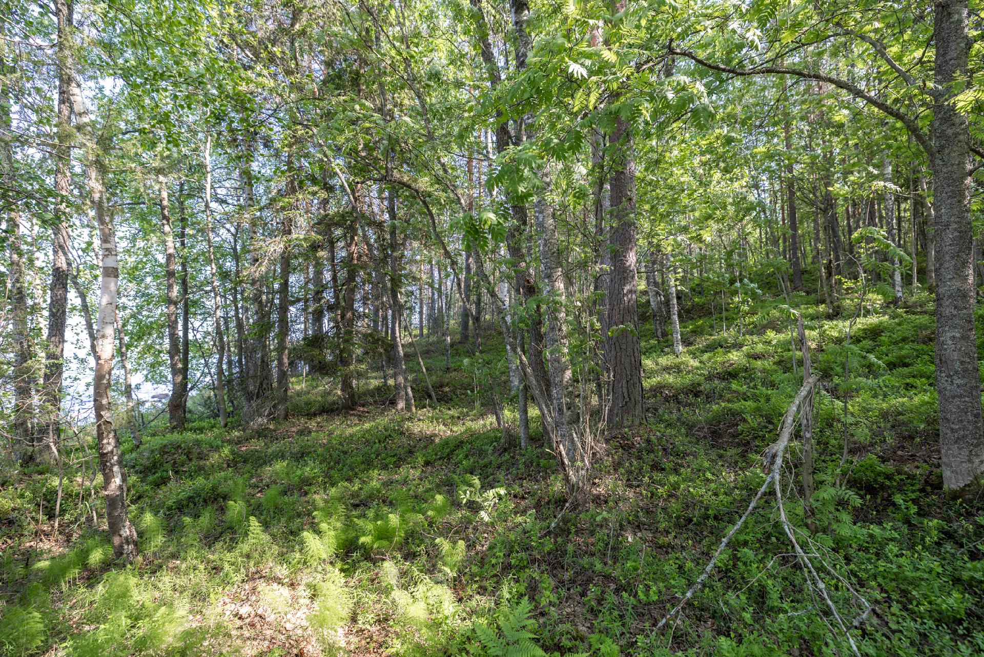 Lavulahdentie -, Mikkeli