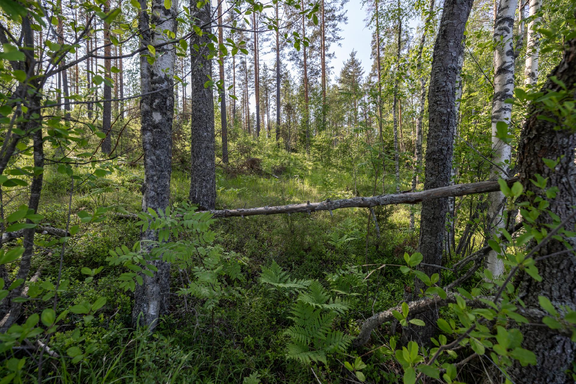 Lavulahdentie -, Mikkeli