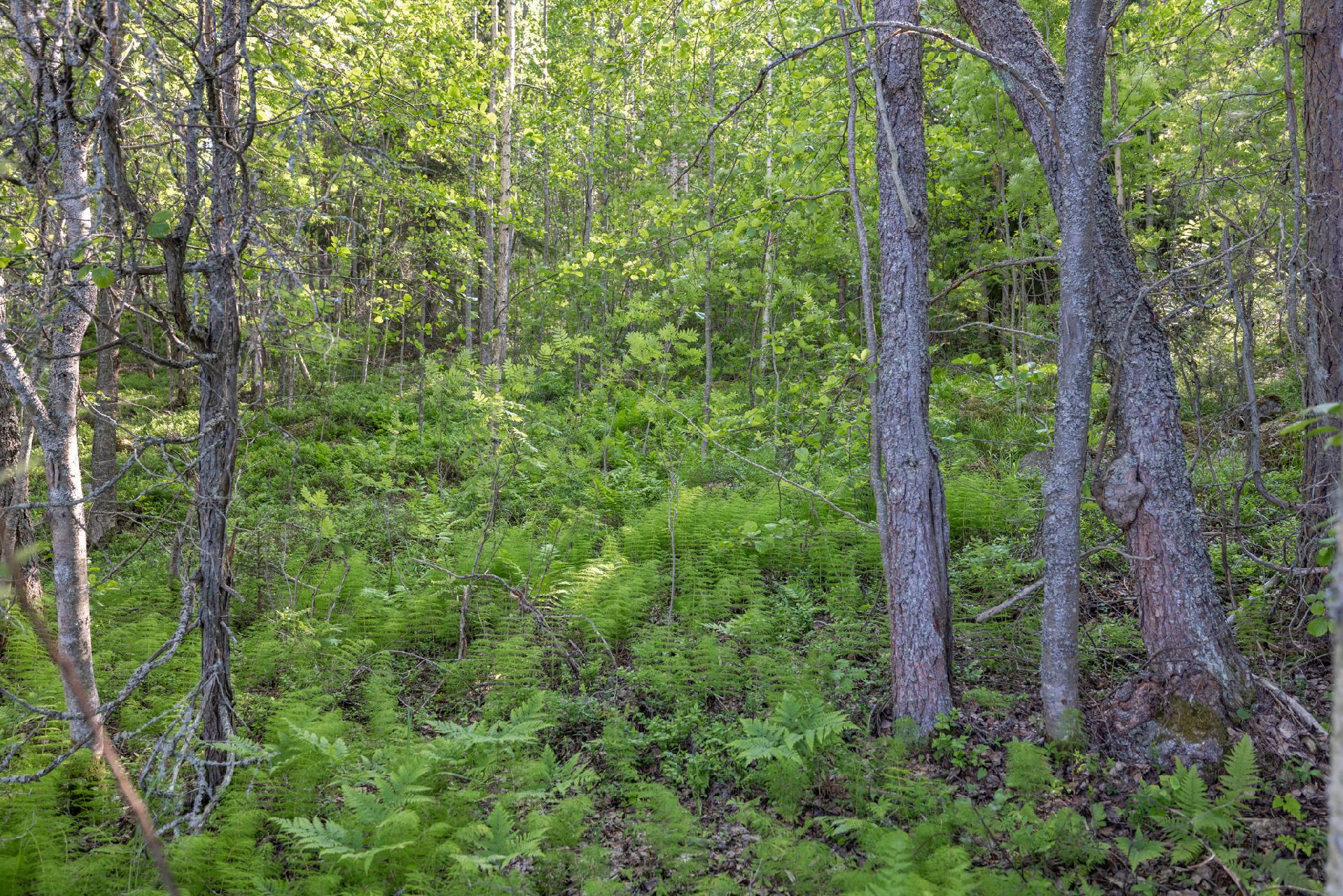Lavulahdentie -, Mikkeli
