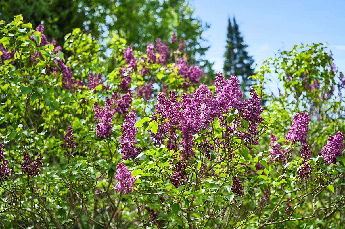 Brunkomin rantatie 156, Åminnefors, Raasepori