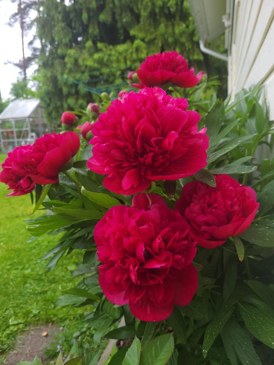 Asiakkaan omat kuvat - Kundens egna bilder