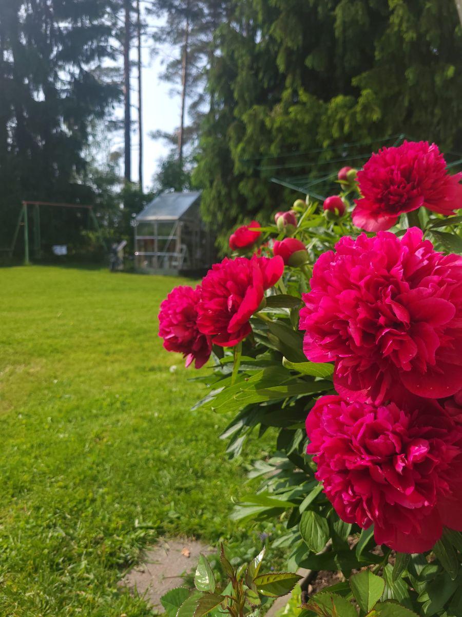 Asiakkaan omat kuvat - Kundens egna bilder