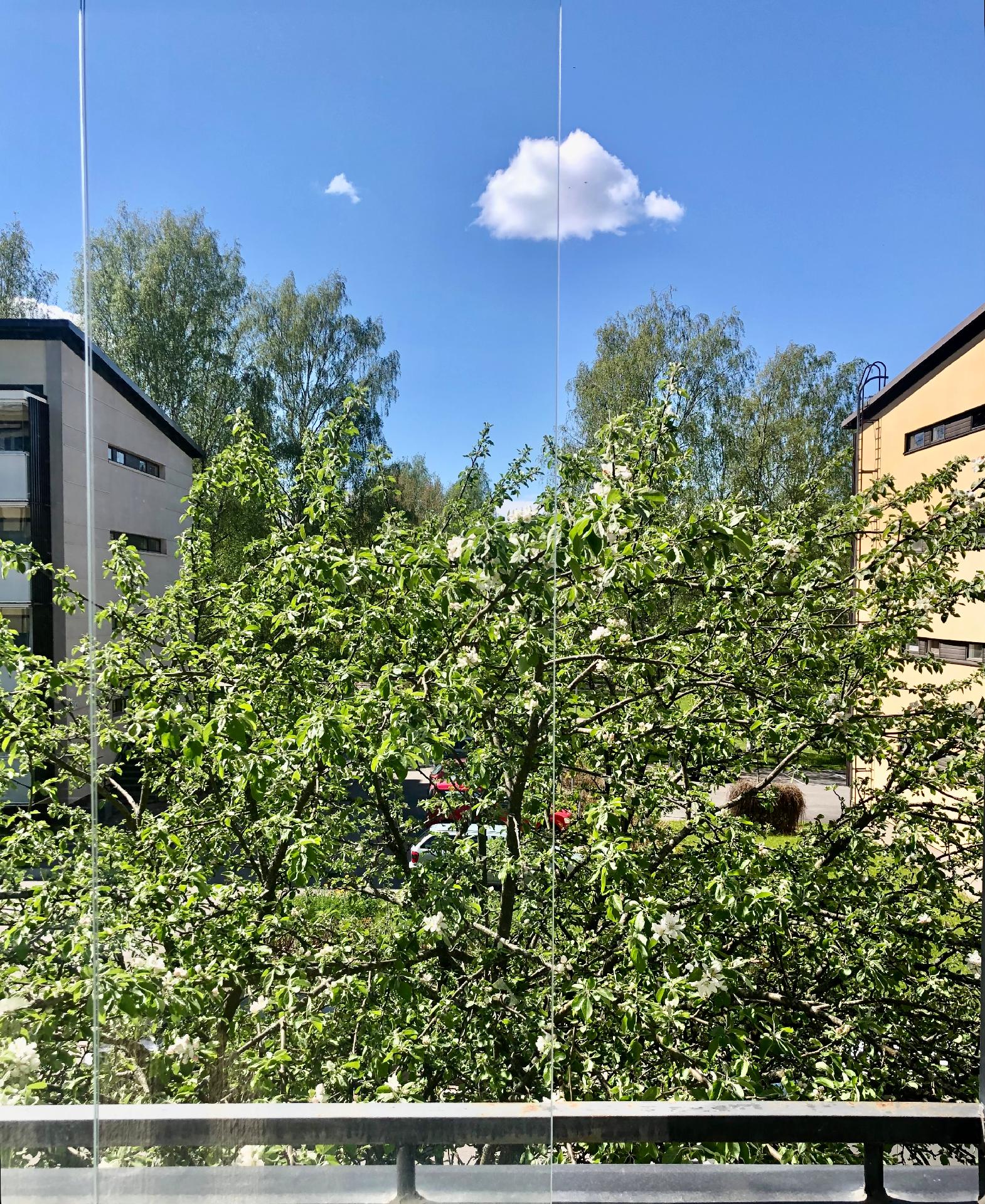 Lasitetun parvekkeen edessä kaunis omenapuu