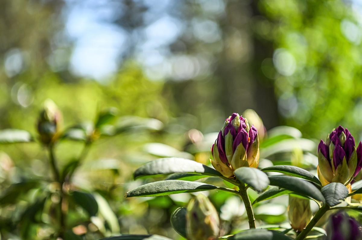 Orsholmintie 147, Torsö, Raasepori