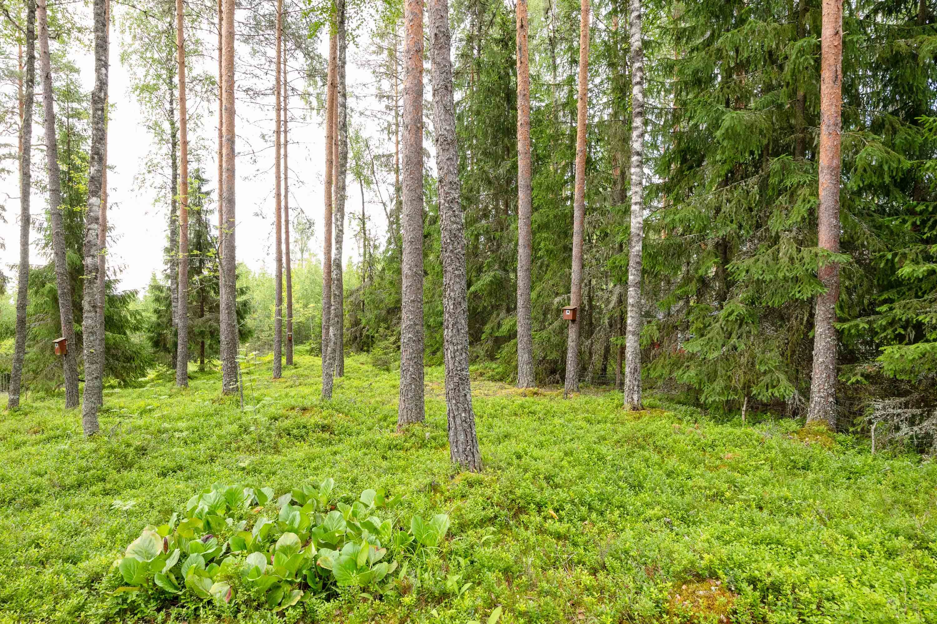 Hevonraitti 40, Saukkola, Lohja