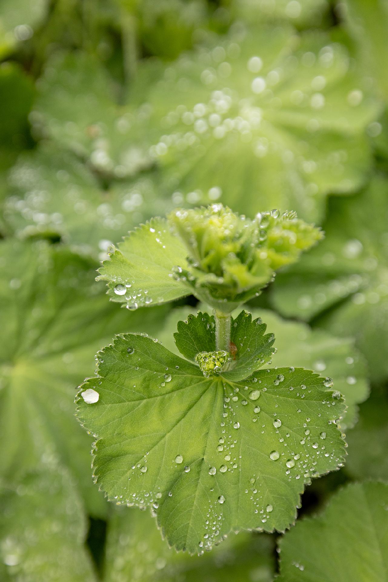 Rantatie 11, Jääli, Oulu