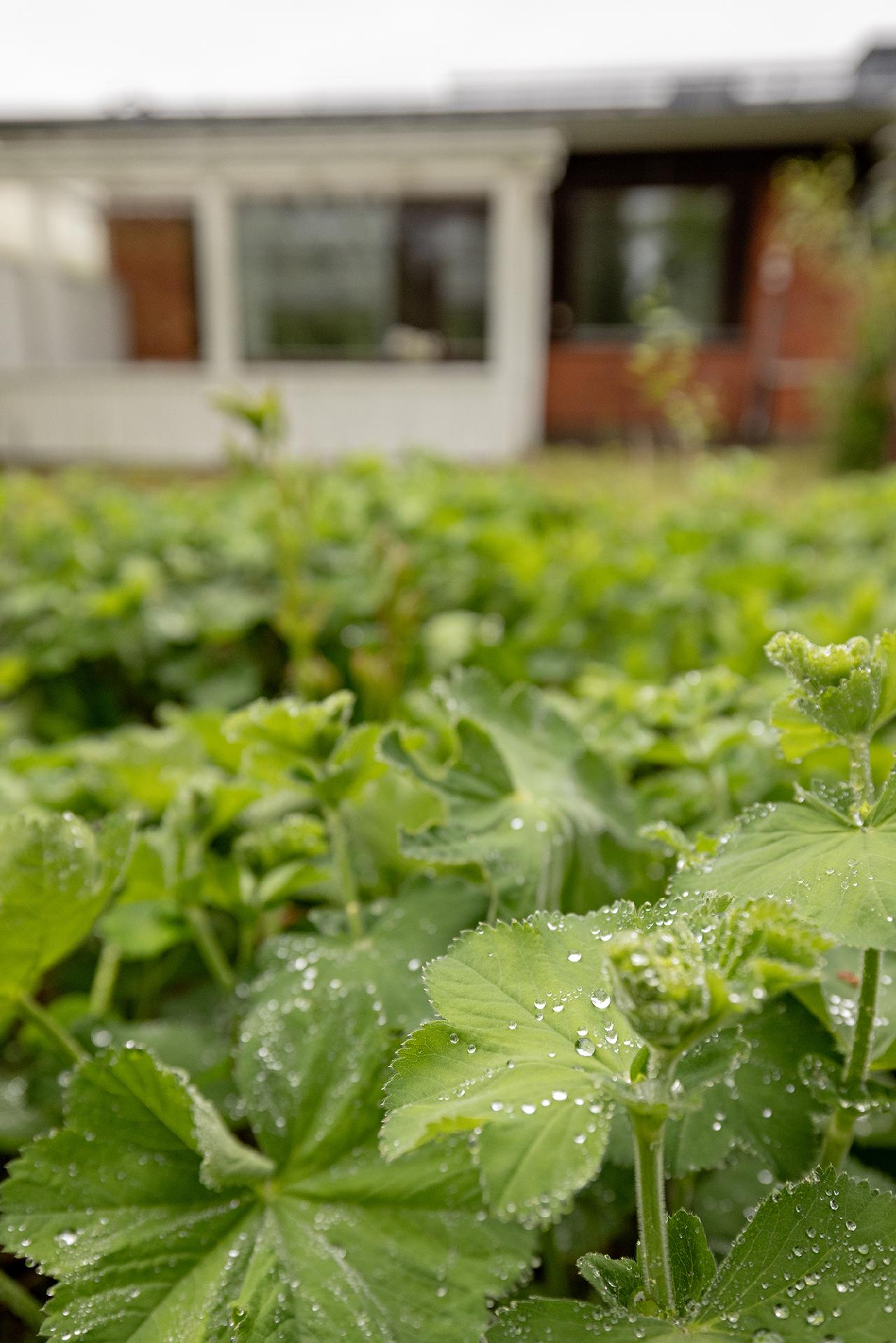 Rantatie 11, Jääli, Oulu