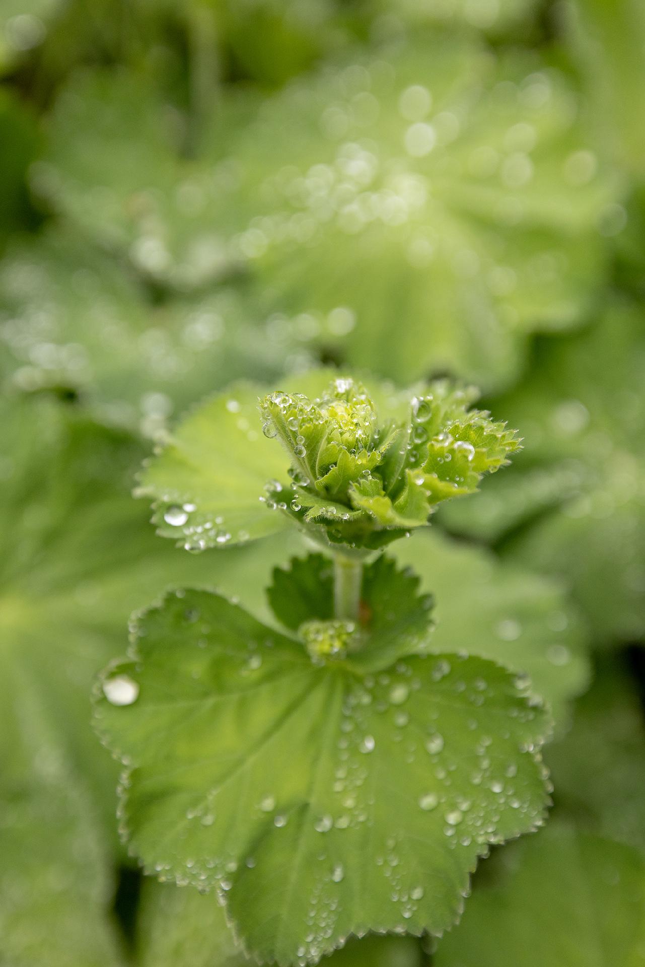 Rantatie 11, Jääli, Oulu