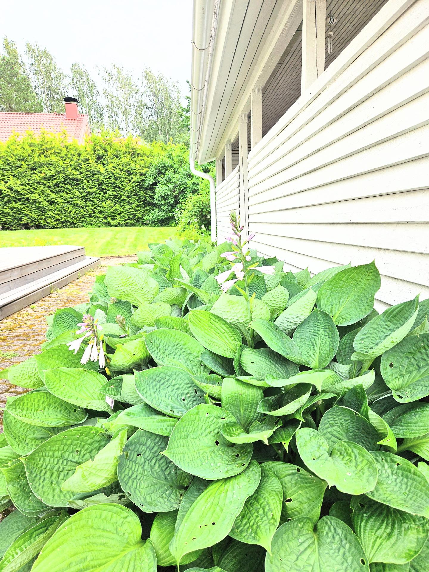 Iltatähdentie 1, Suutarila, Helsinki