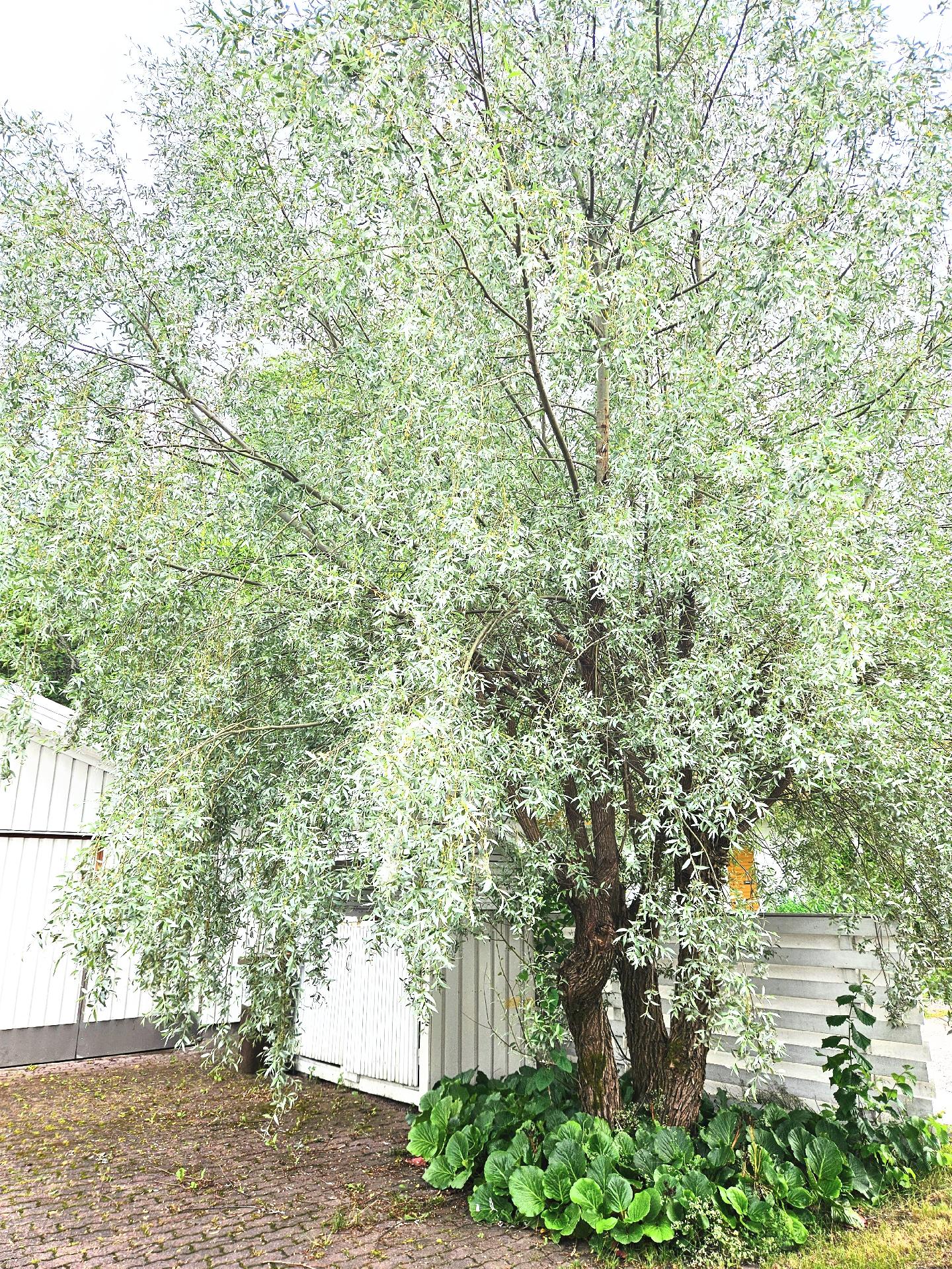 Iltatähdentie 1, Suutarila, Helsinki