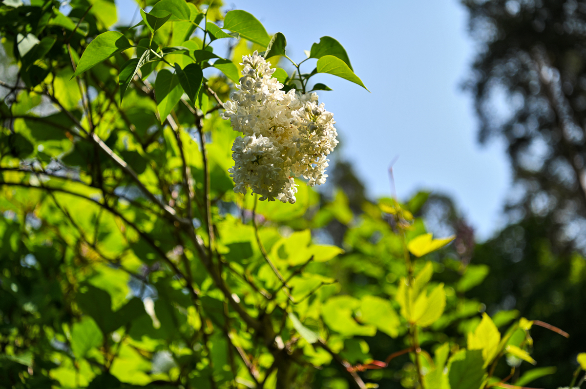 Vanamontie 13, Raasepori