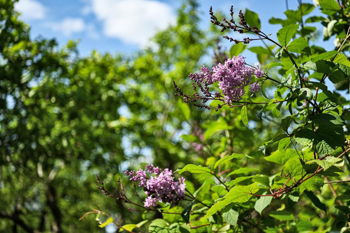 Vanamontie 13, Tammisaari, Raasepori