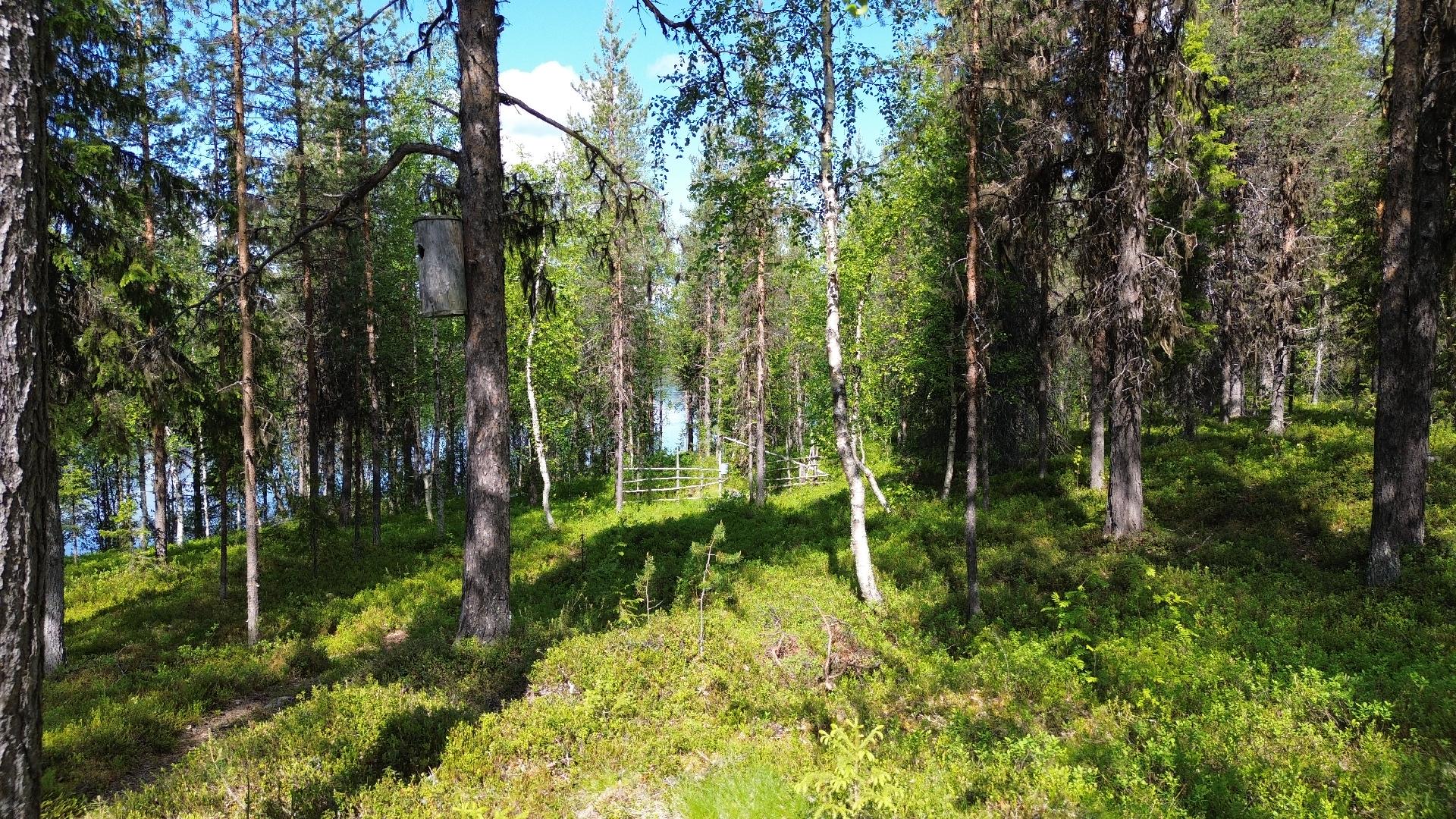 Reponiementie 1465, Muonio