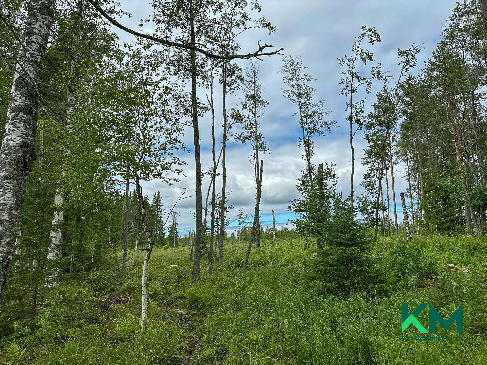 Luotojärventie 278, Kerimäki, Savonlinna