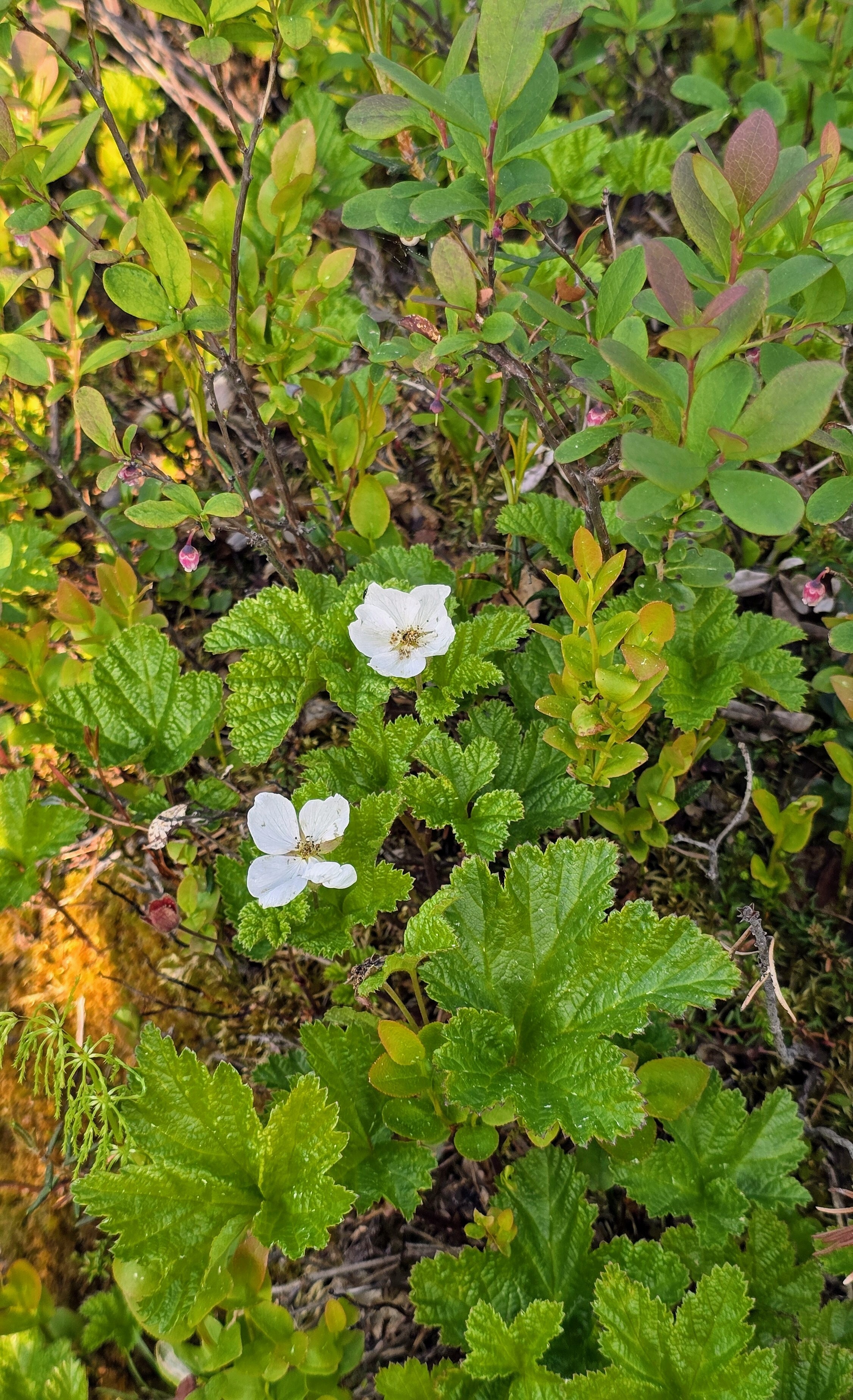 Hillat voit kerätä omasta pihasta