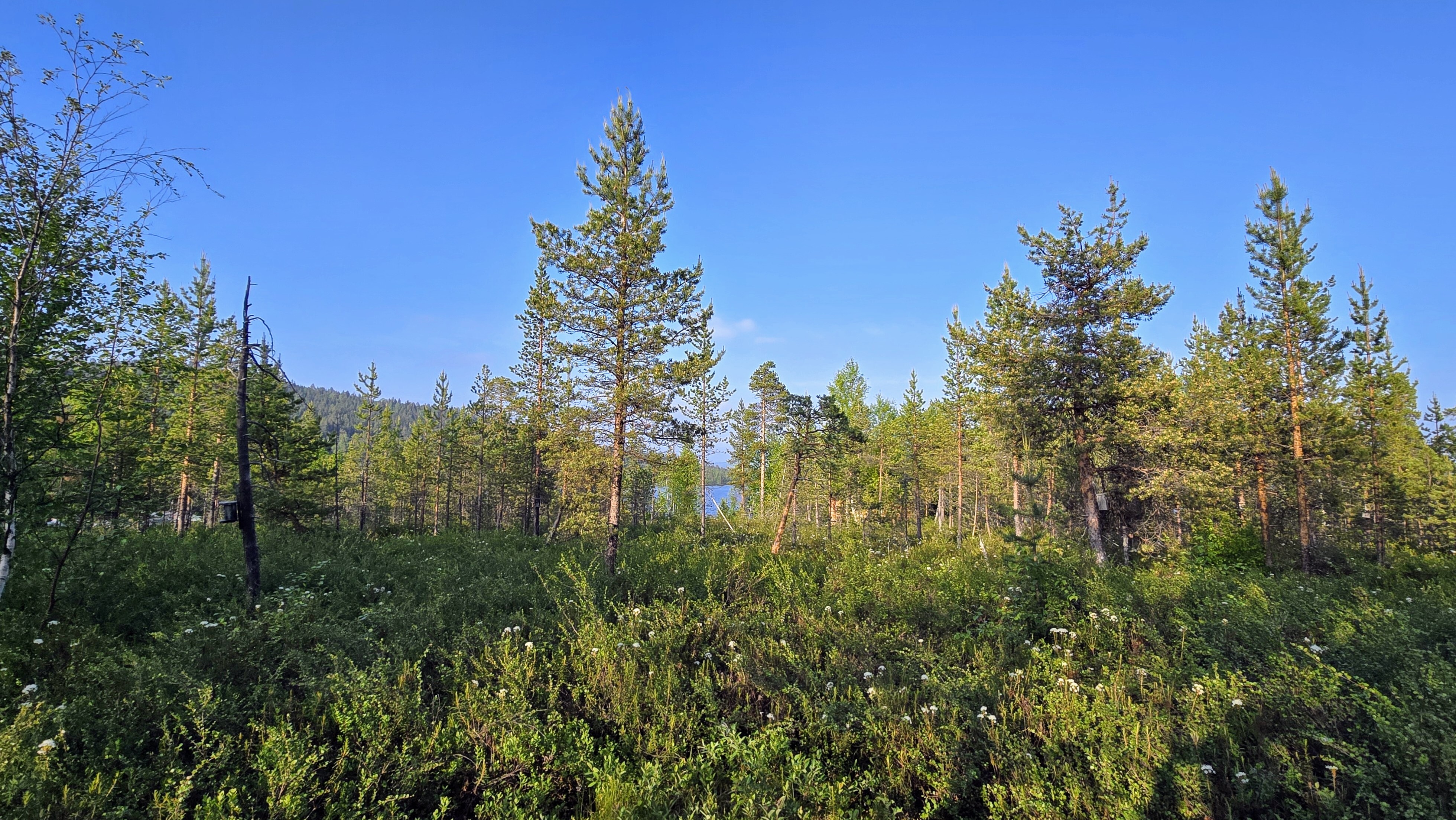 Näkymä mökiltä kohti rantaa