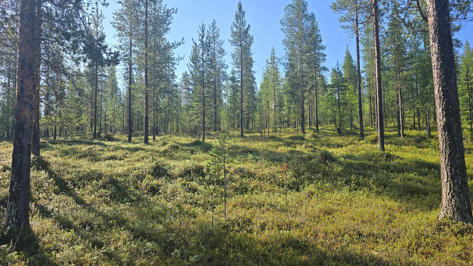 Saarineitämöoja 3, Ivalo, Inari