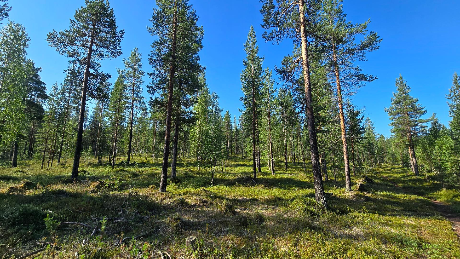 Saarineitämöoja 3, Ivalo, Inari