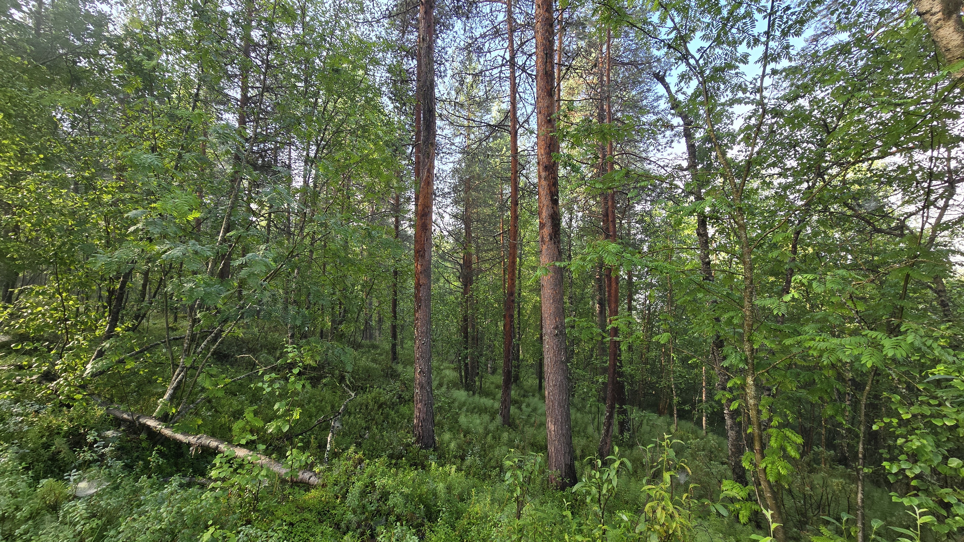 Keskivaiheilla tonttia rinnettä