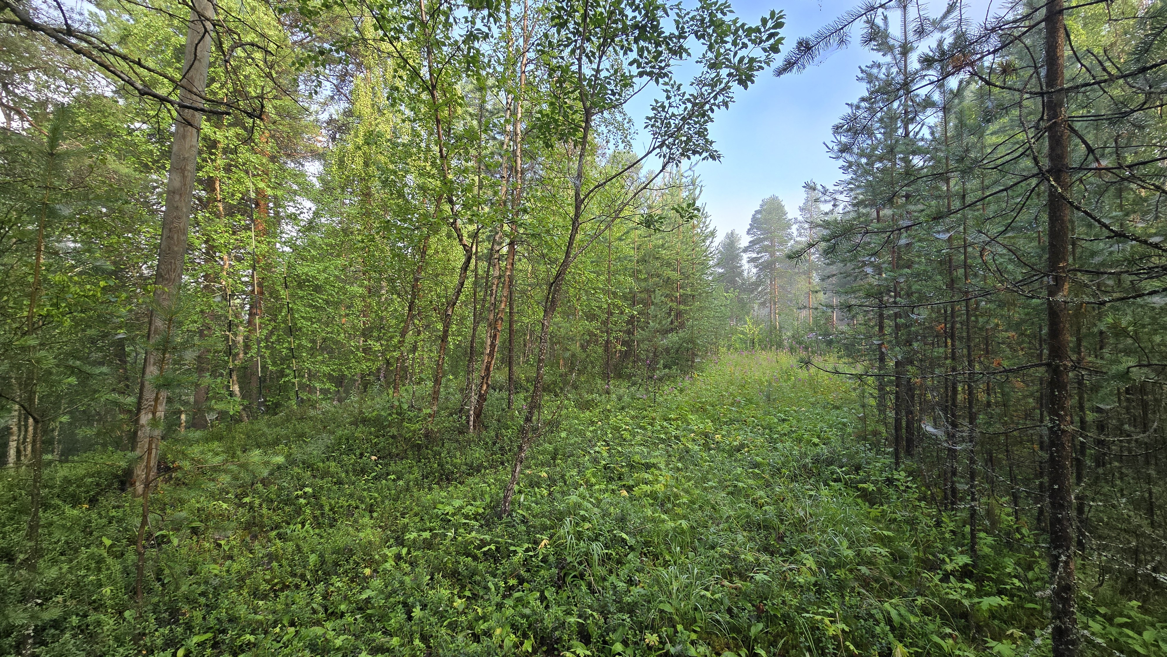 Tasaisempi kohta kuvattuna Eemintien suuntaan