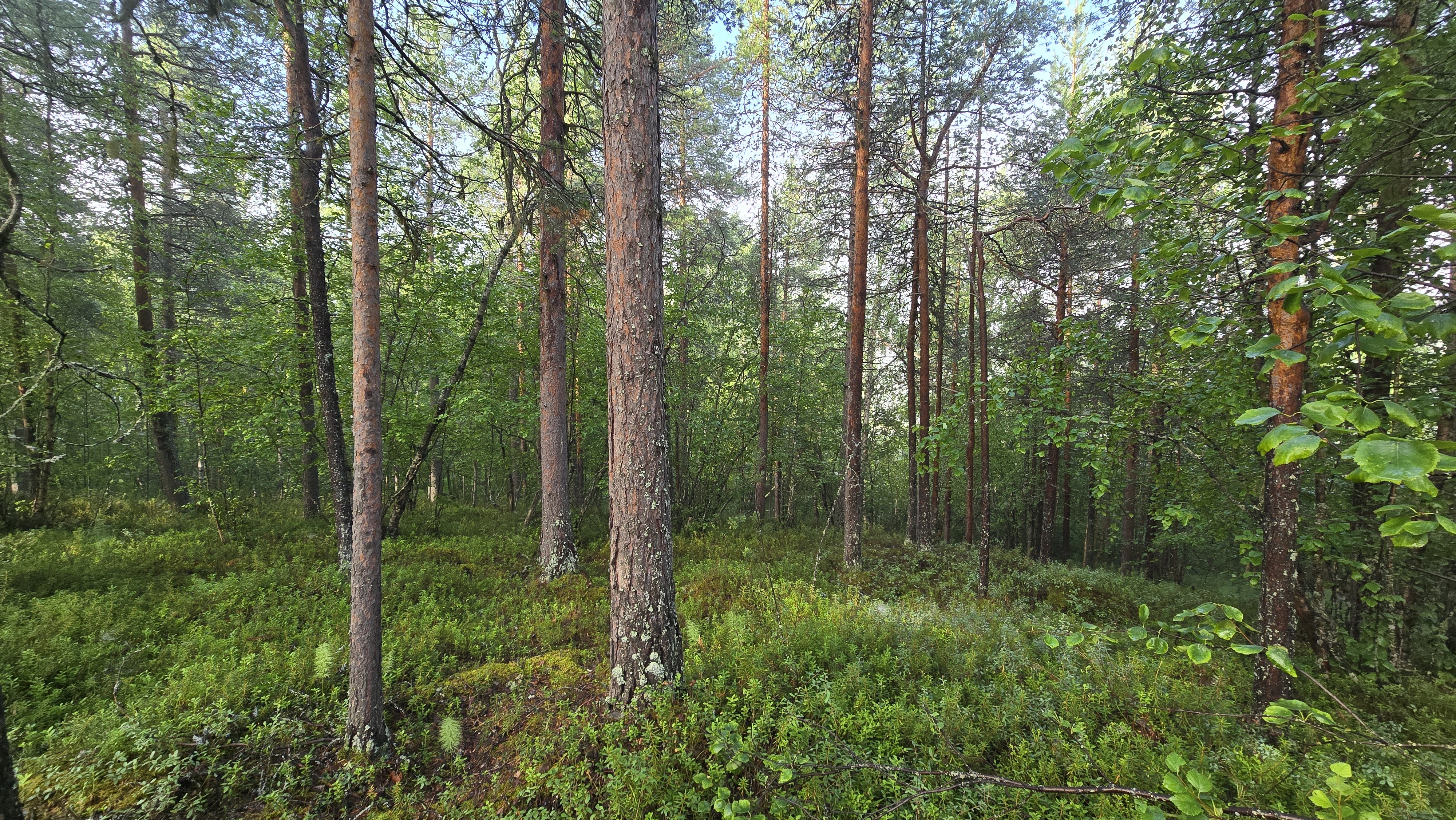 Puusto koivua ja mäntyä