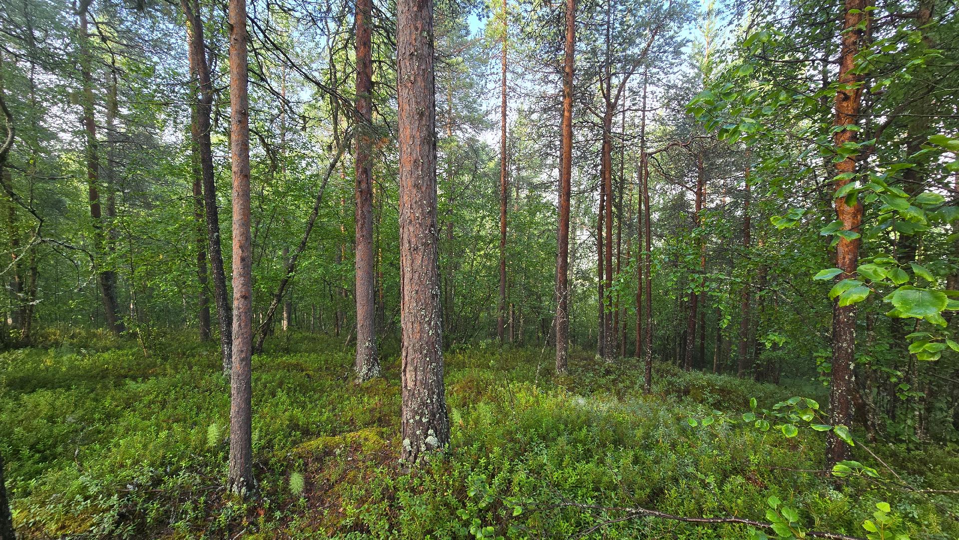 Eemintie 10, Ivalo, Inari