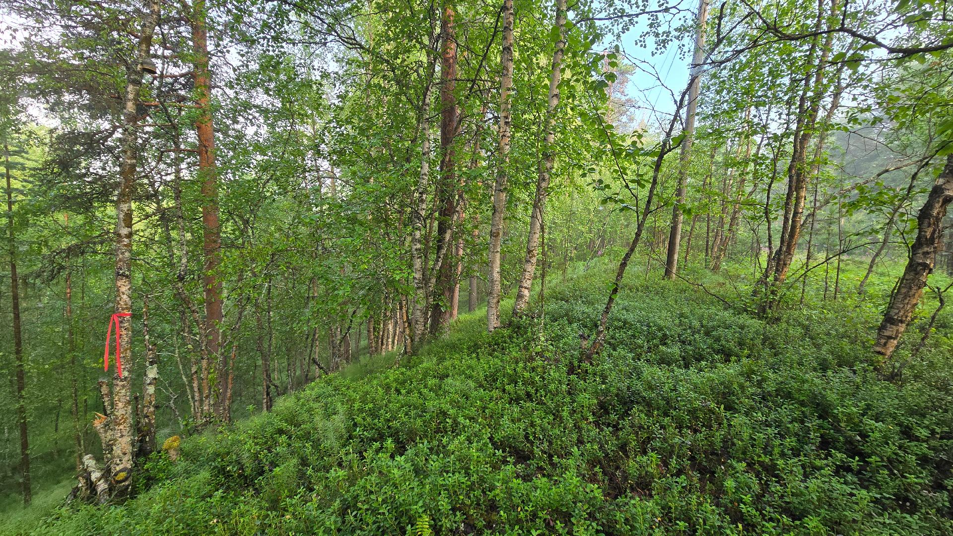 Eemintie 10, Ivalo, Inari