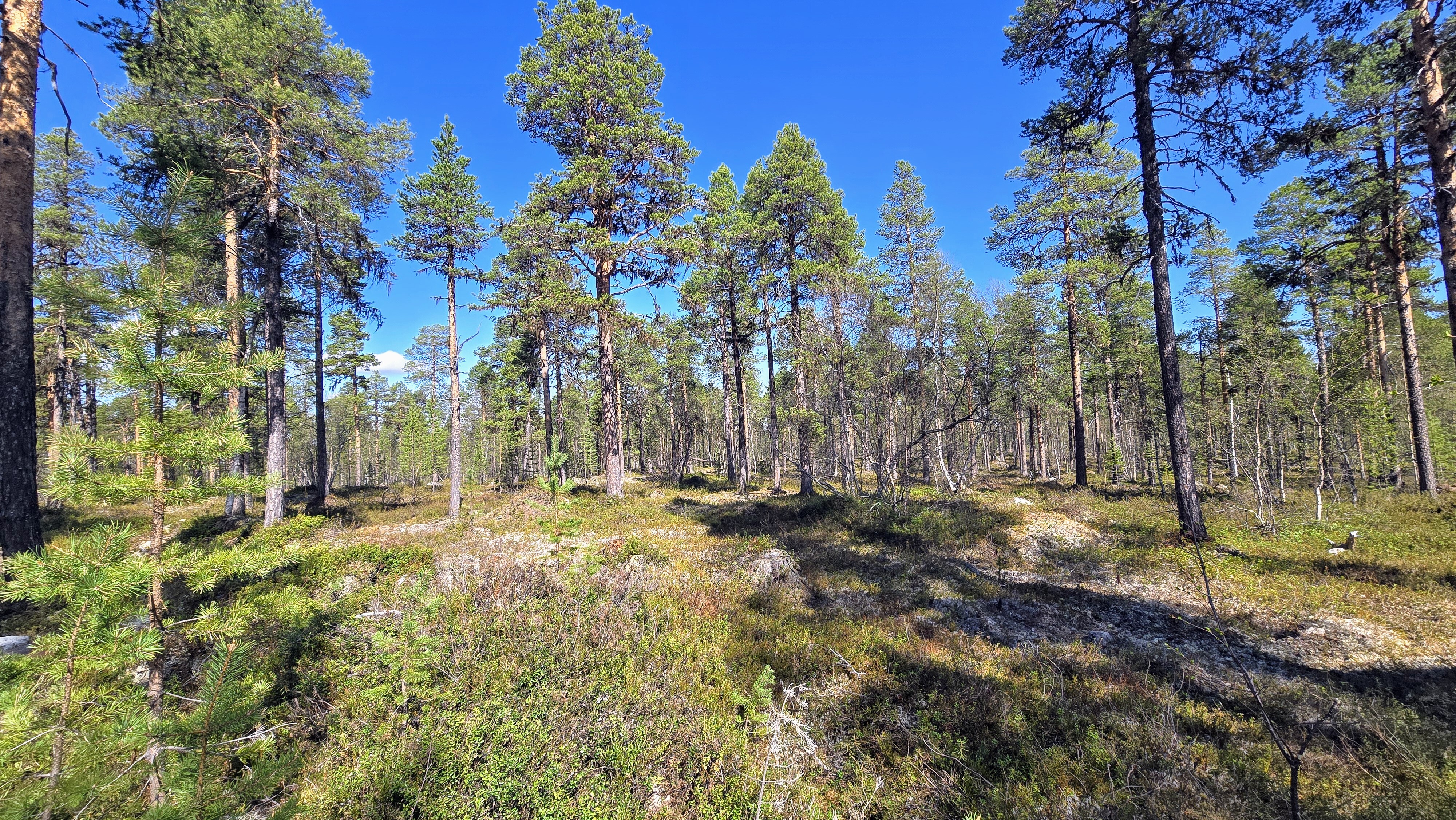 Kuiva hiekkakangasmetsä