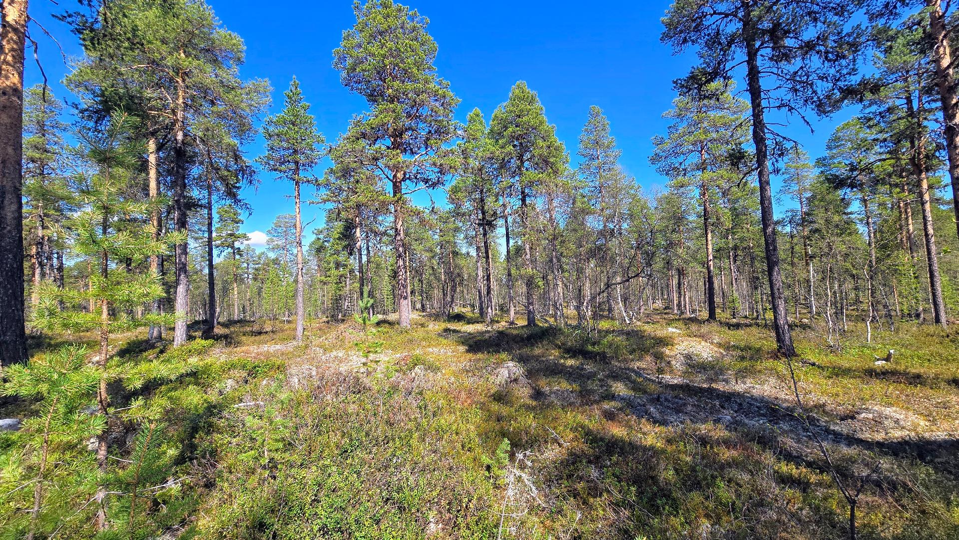 Kuiva hiekkakangasmetsä