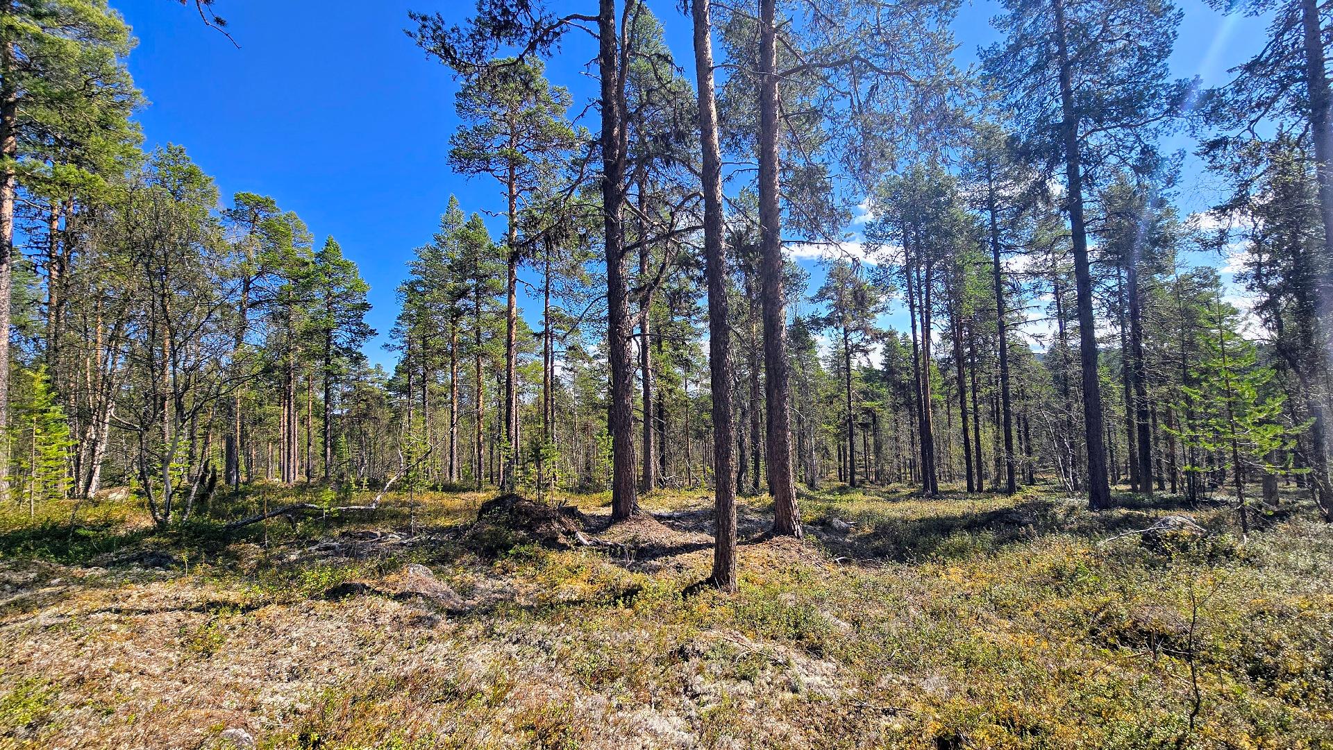 Konesvaaran keskikohdassa tasaista hyvää rakennusmaata